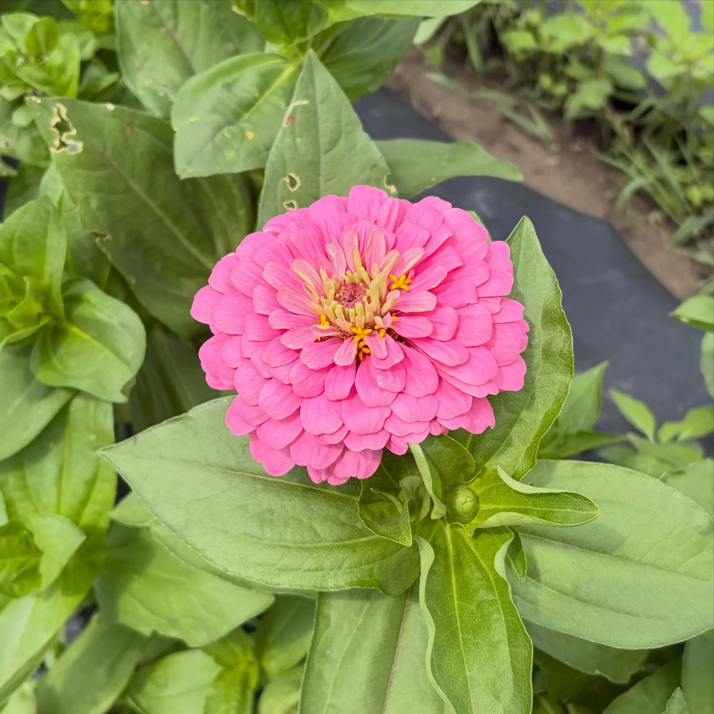 Isn&rsquo;t she a beaut 😍 flowers are officially open for picking! We&rsquo;re full on Saturday but have a little room left Sunday, plus we&rsquo;ve gone ahead and opened Tuesday and Thursday next week. Check out the website to see what we&rsquo;re 