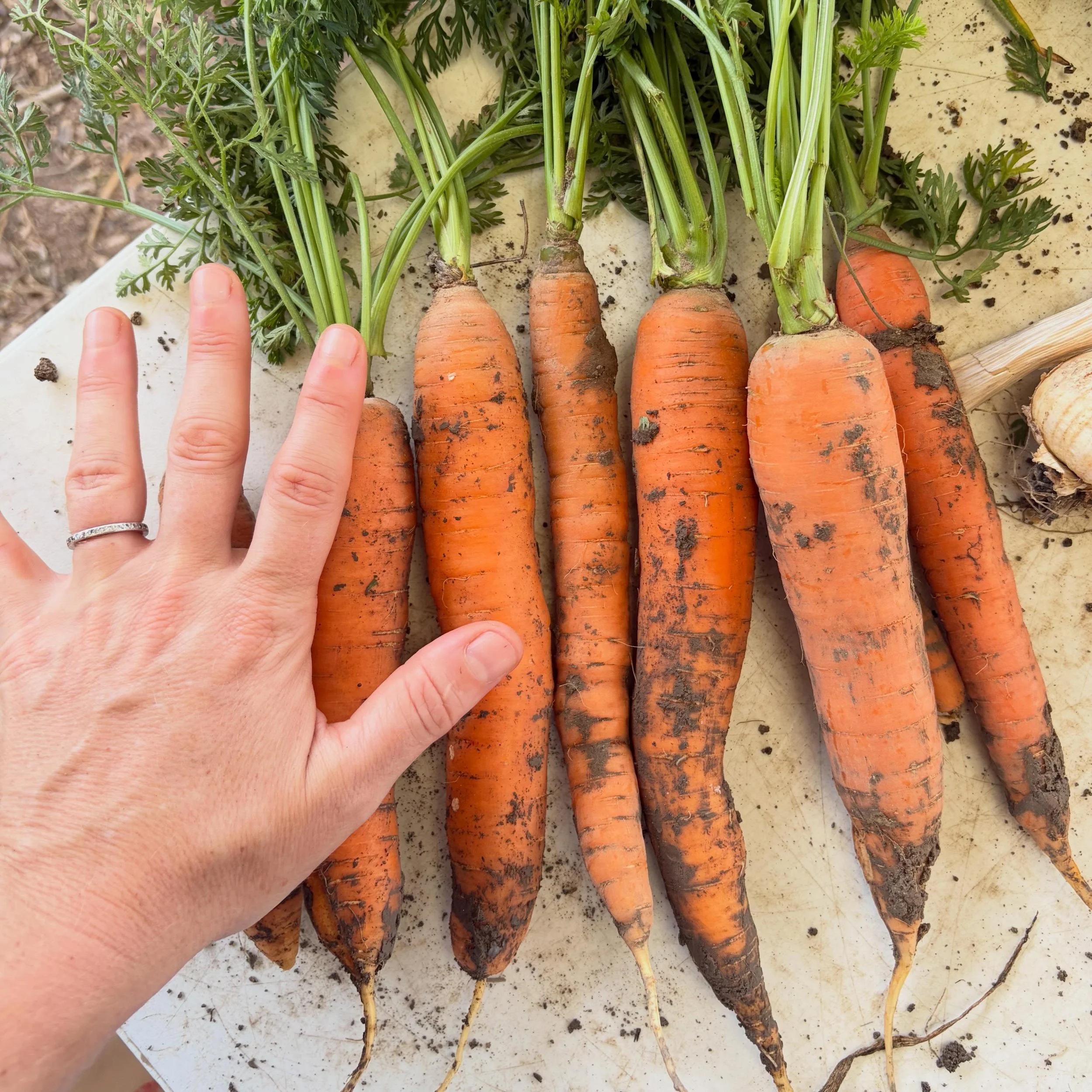 Carrots are real stunners this year 😍 closed today (Tuesday) to let the plants rest, but there are a few spots still available for Thursday, and spots for the weekend open for booking Thursday at 10 as always! Peep the deets: www.purelandorganic.com