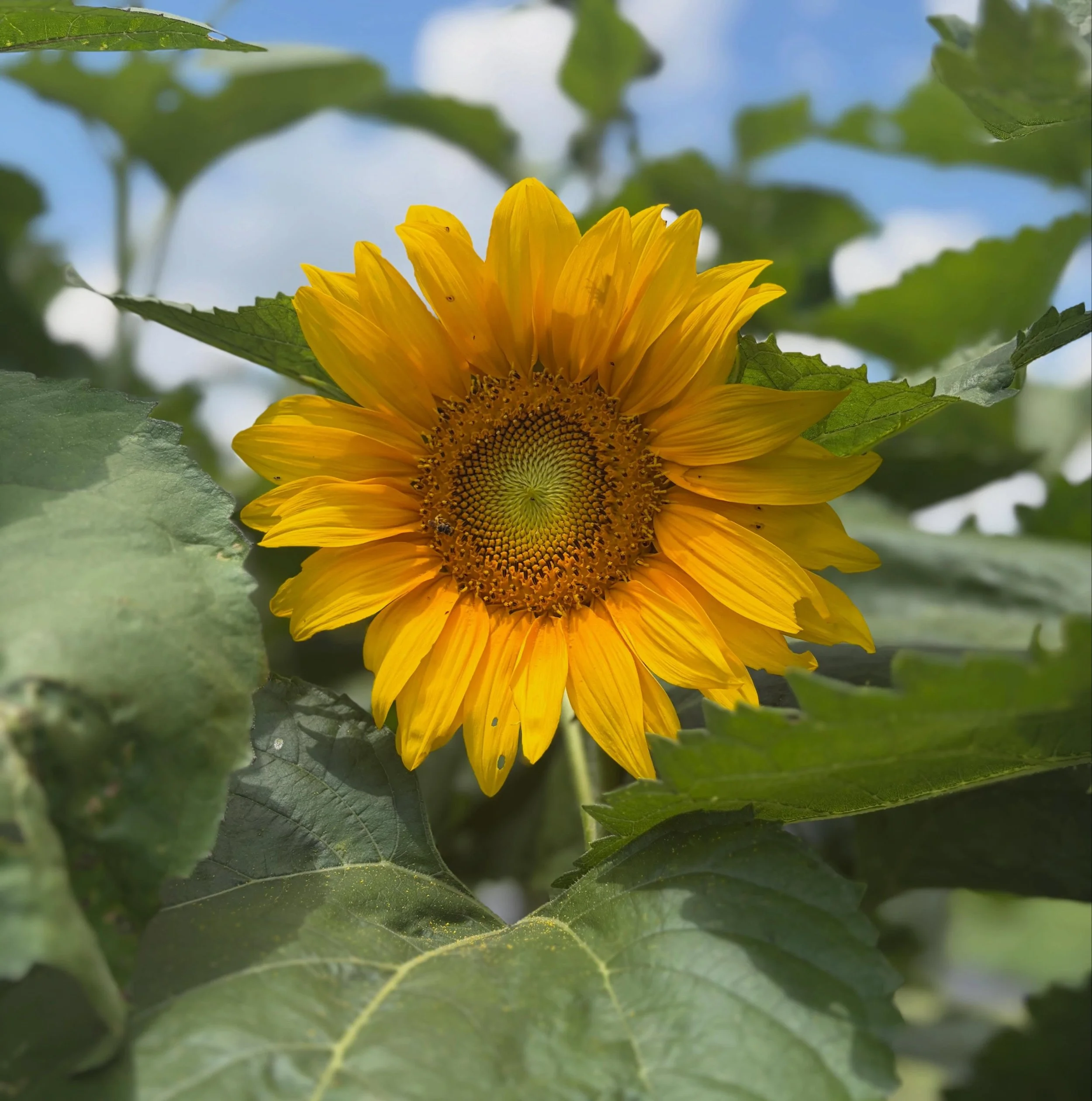 Sunnies are finally poppin&rsquo; 😍 along with the rest of the flowers this year! Spots are open now for Tuesday and Thursday, 8am - 11am (remember, if you have a season pass, you don&rsquo;t book spots - just show up!). Read what we&rsquo;re pickin