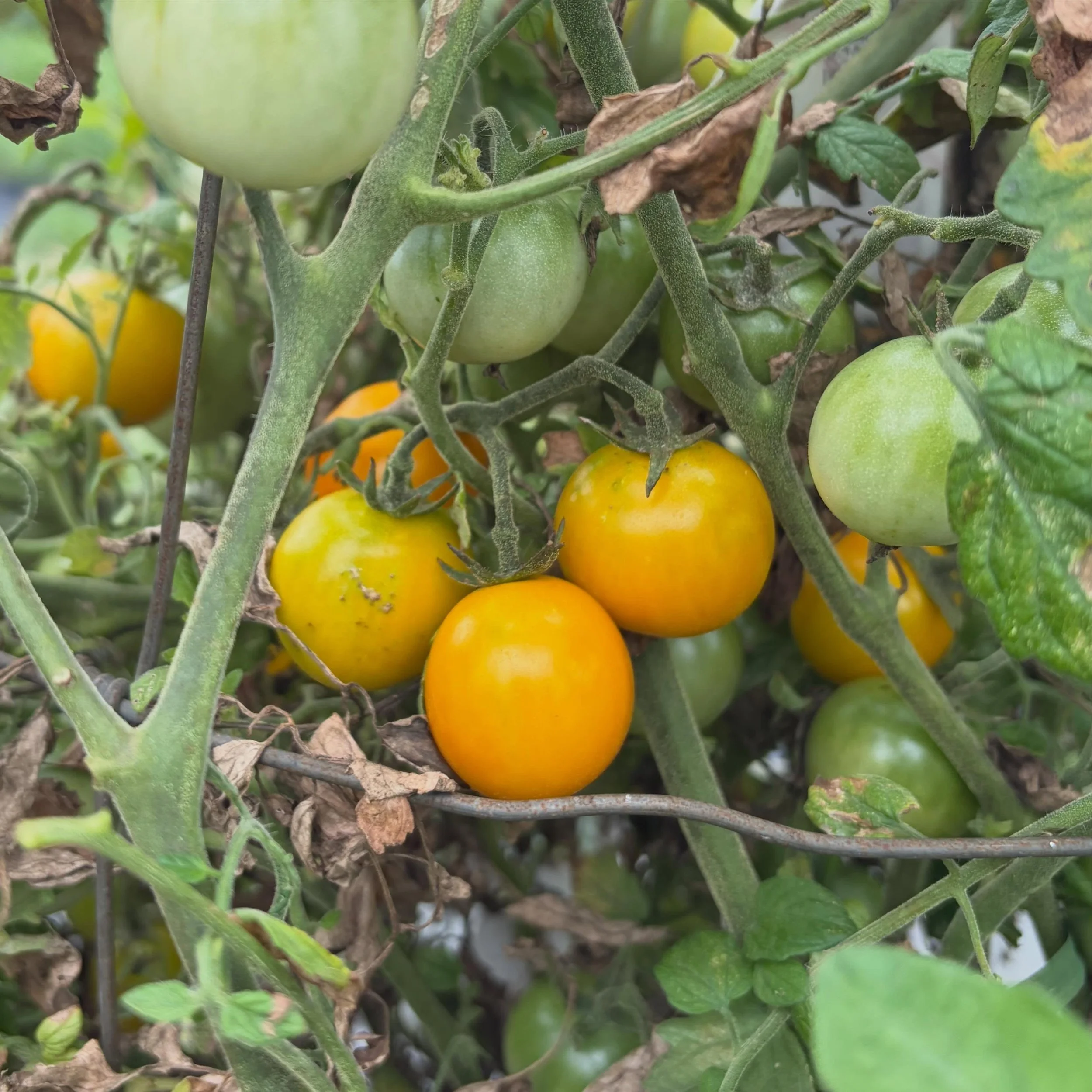 Golden Nuggets are finally starting! 😍 spots are up for picking Tuesday and Thursday this week - see what we&rsquo;re picking on the website, link in profile or www.purelandorganic.com