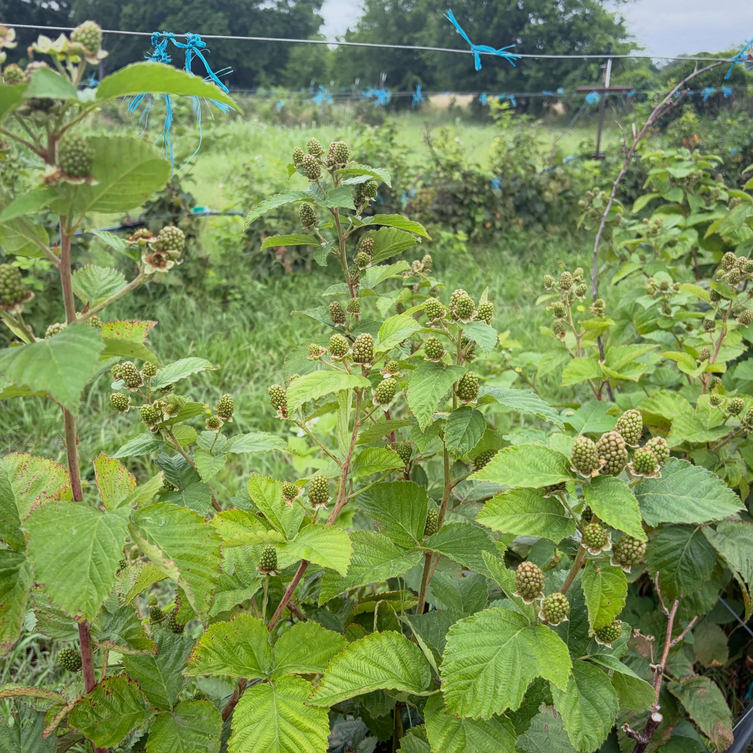 Lots of questions about the blackberries! Here&rsquo;s the deal. The plants are loaded with green berries that&rsquo;ll start ripening in a couple weeks. I can&rsquo;t give you an exact date - it&rsquo;s agriculture, friends! And Dad and I have long 