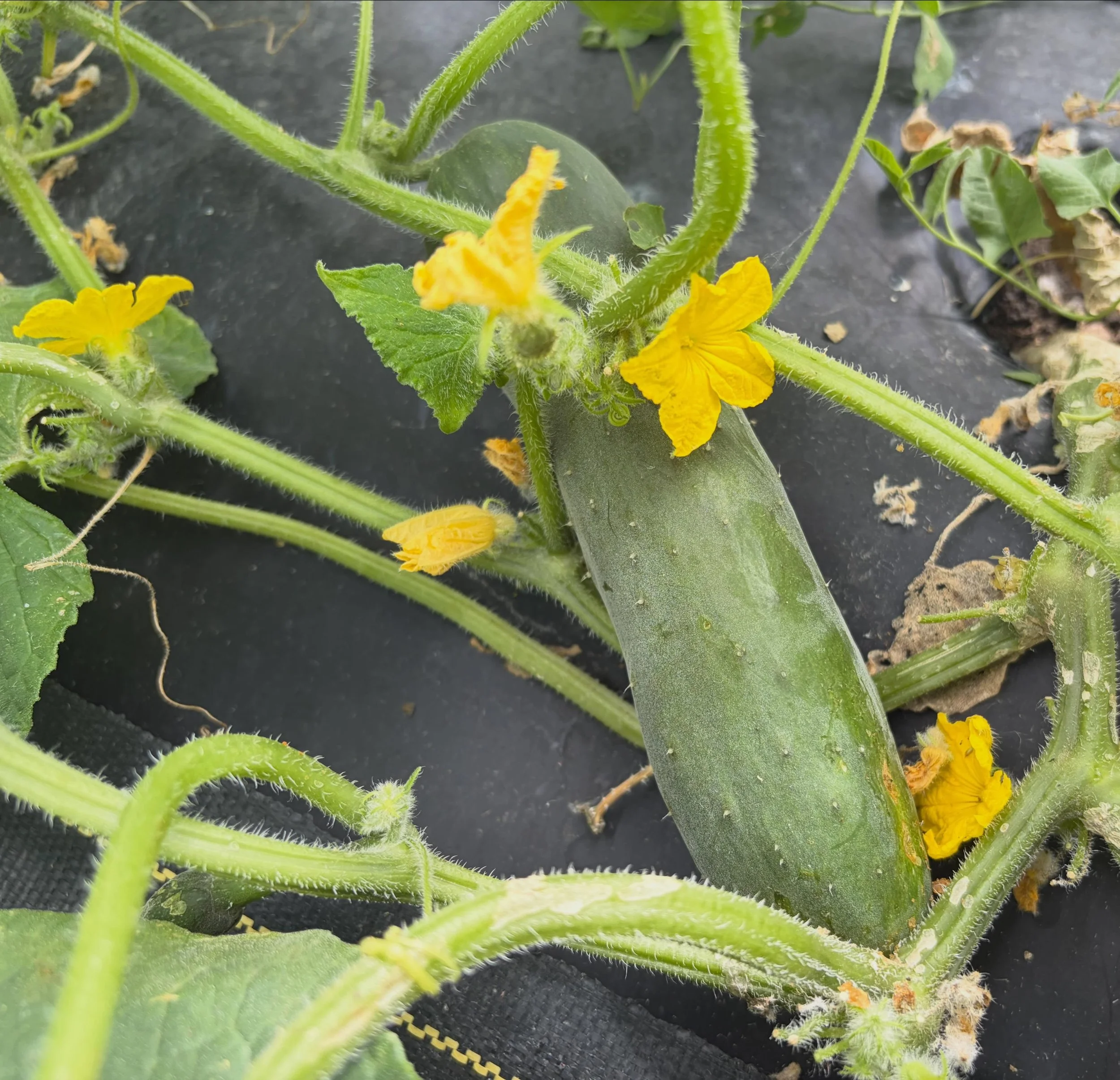 Cukes have been coming out beautiful this year! Spots are open for tomorrow, 8am - 11am - come out while it&rsquo;s cool and get you some groceries! www.purelandorganic.com