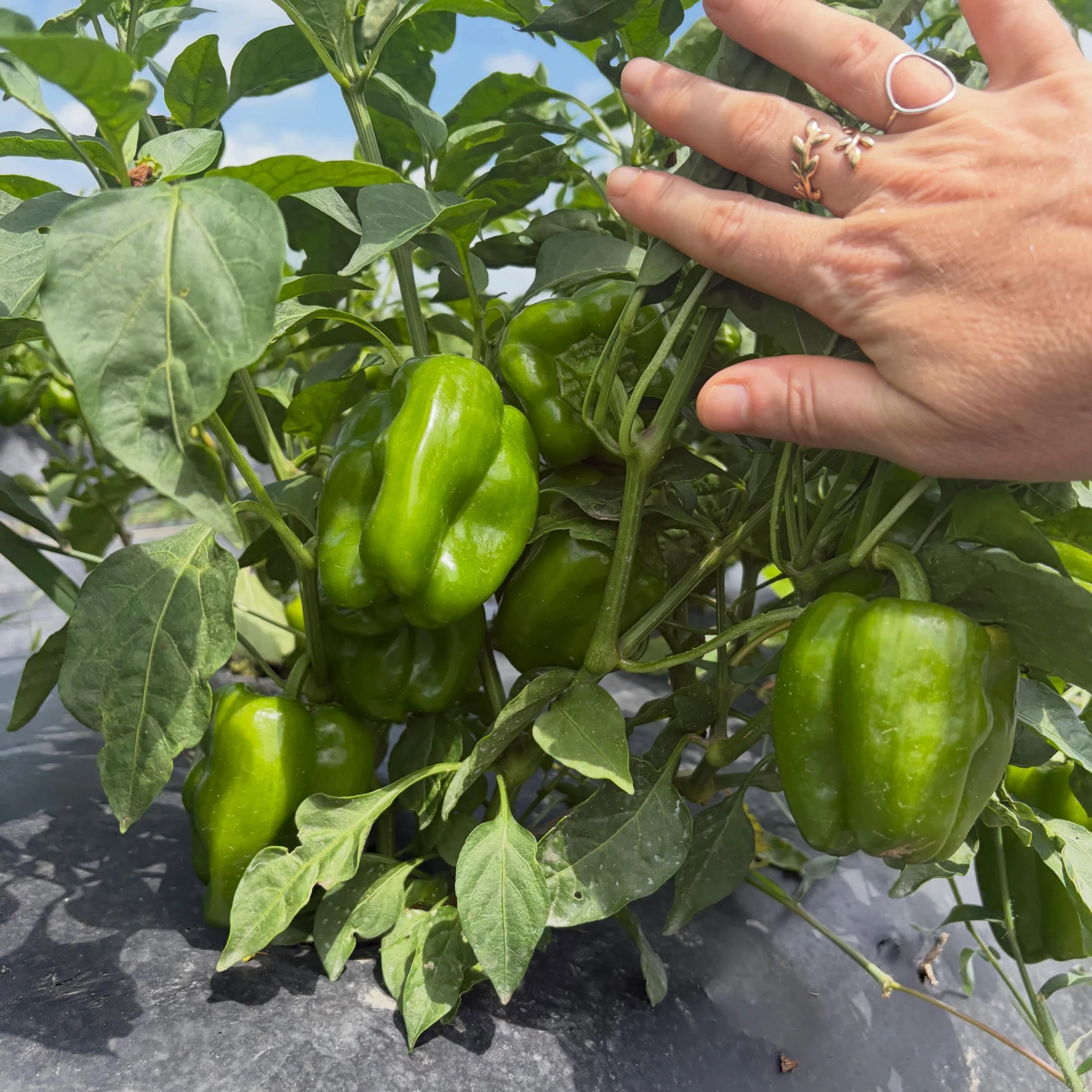 That was a good little soaking and clearing out right before a beautiful weekend! Peppers are absolutely loading up - Saturday is pretty full, but we still have room Sunday! Come get cucumbers, carrots, cherry tomatoes, big green and first blushing t