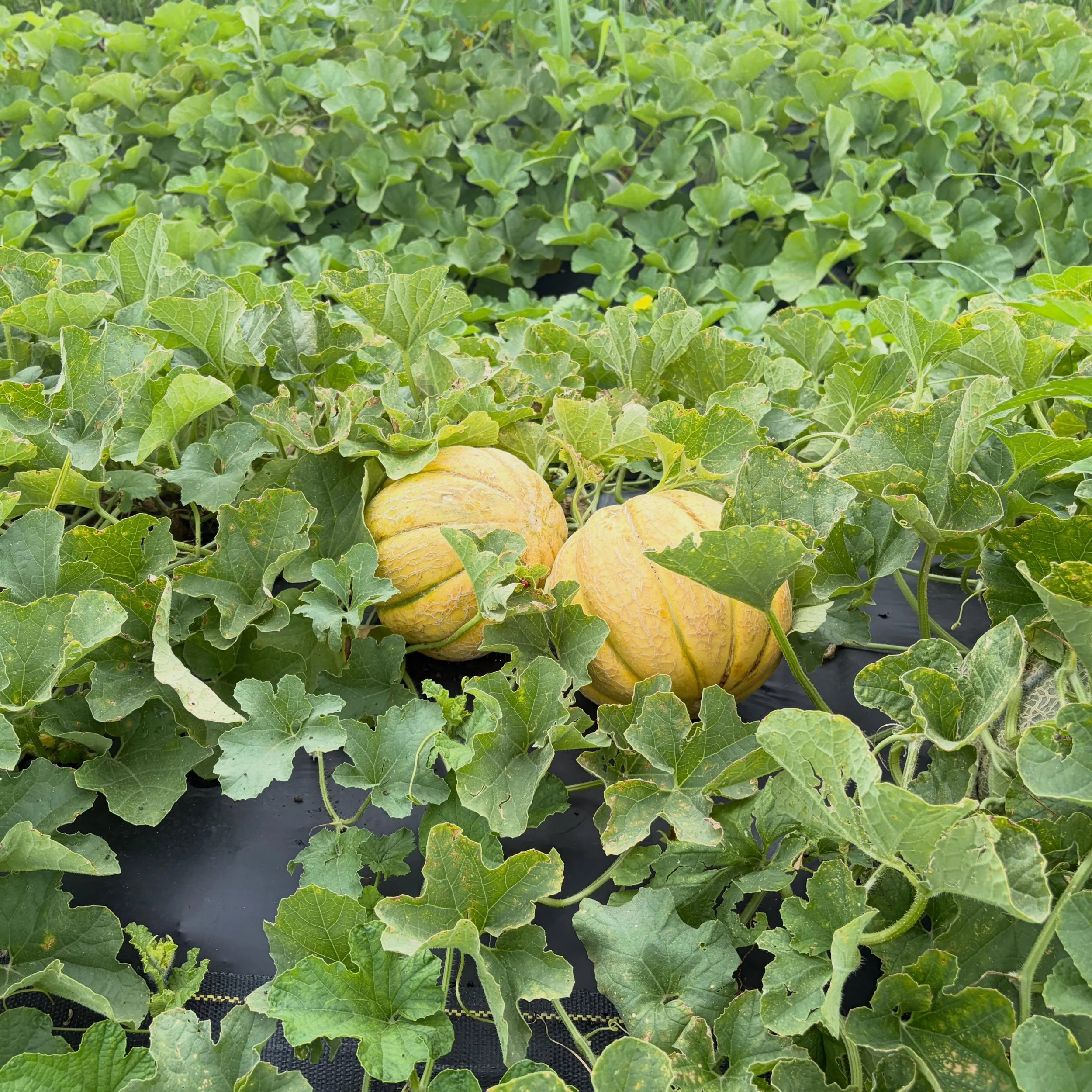 There it is!!! First melons are getting picked TOMORROW - spots are open on the website: www.purelandorganic.com