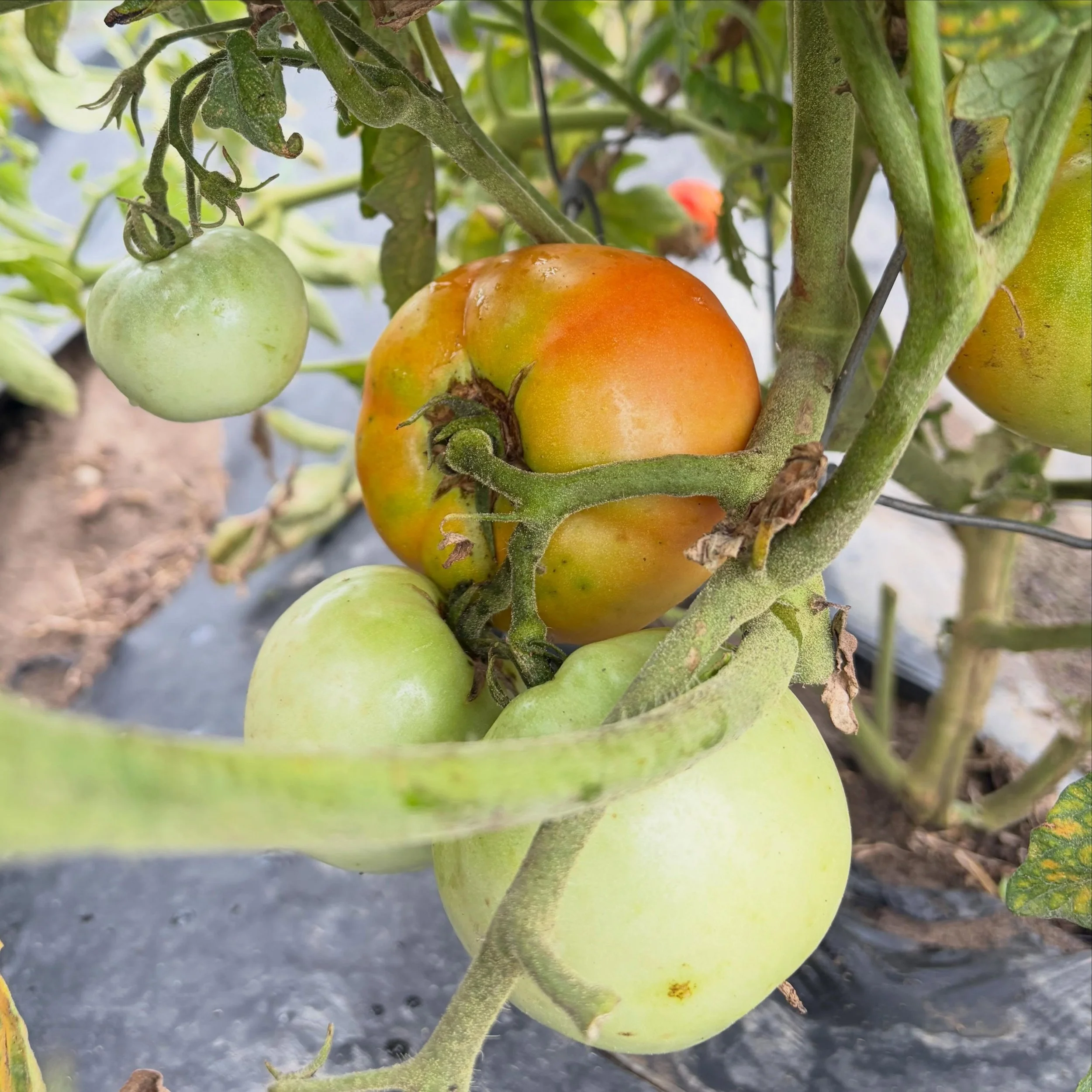 Did you know when you pick tomatoes at this stage, just starting to show color, they&rsquo;ll continue to ripen beautifully in your house?! 🌈 come get some - spots for Thursday are open now, and spots for the weekend will open up Thursday at 10. Rea
