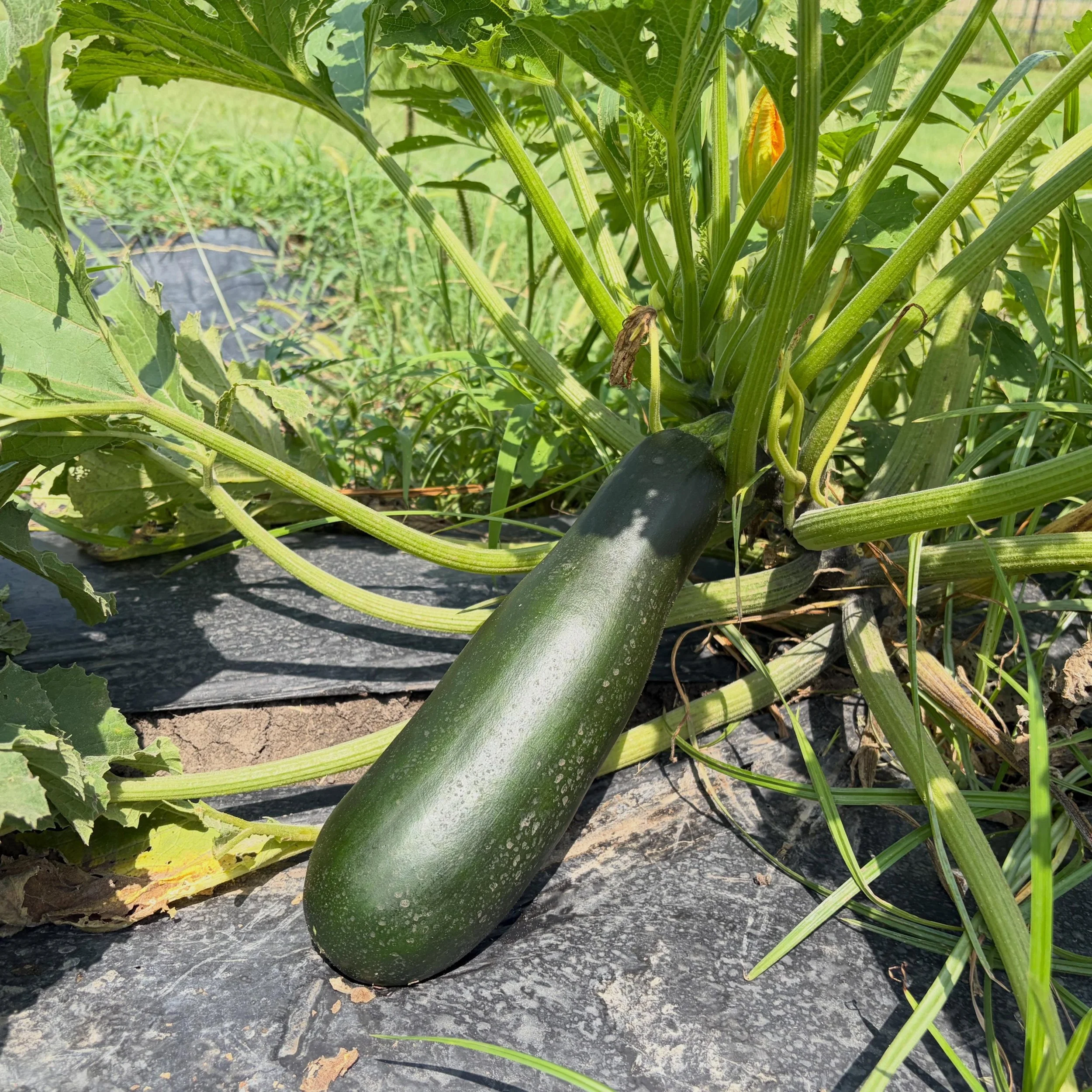 Easy week for zucchini, including some big boys!! These are great for zucchini bread, grilling, lasagna, stir fry&rsquo;s, so much stuff. Still got room for tomorrow! www.purelandorganic.com