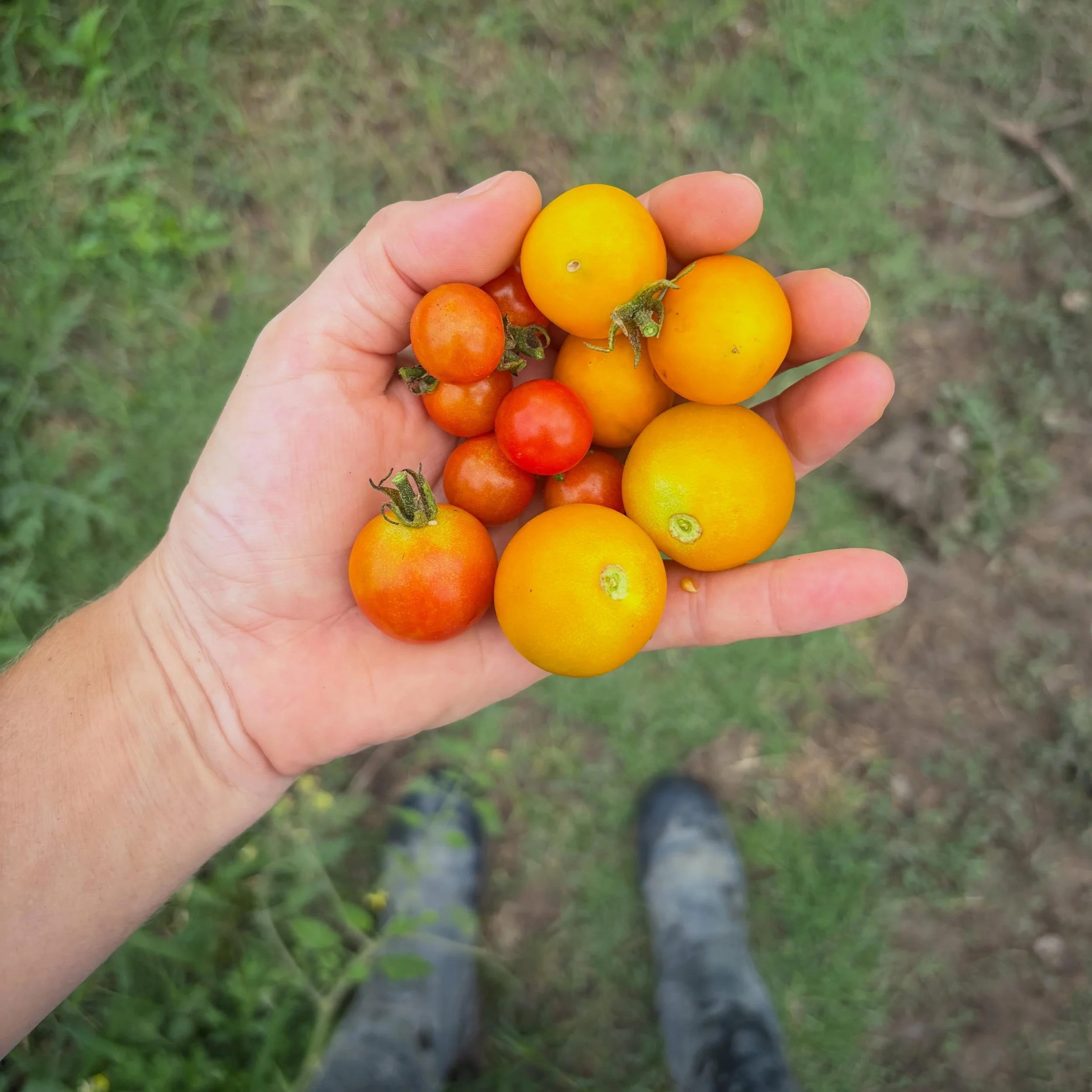 Ho yeah! Spots for Saturday are full, but we still have room Sunday - read what else we&rsquo;re picking and book on the website! www.purelandorganic.com