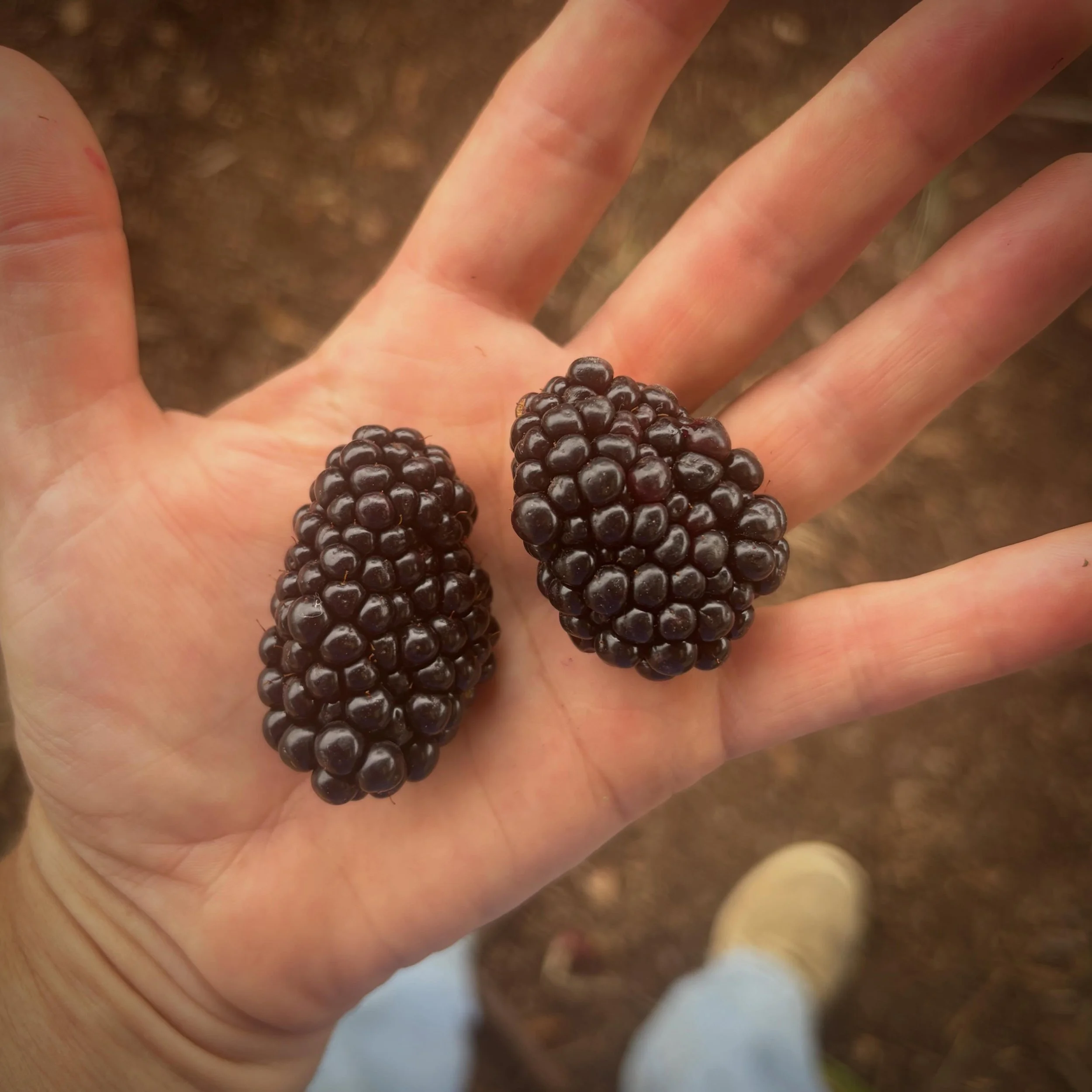 Ya heard it right, Pickers - blackberries are back on the menu and they&rsquo;re monsters. Spots are open now for Tuesday and Thursday, book the first hour for berries. As they ripen faster we&rsquo;ll be able to have them the whole pick, but we can&
