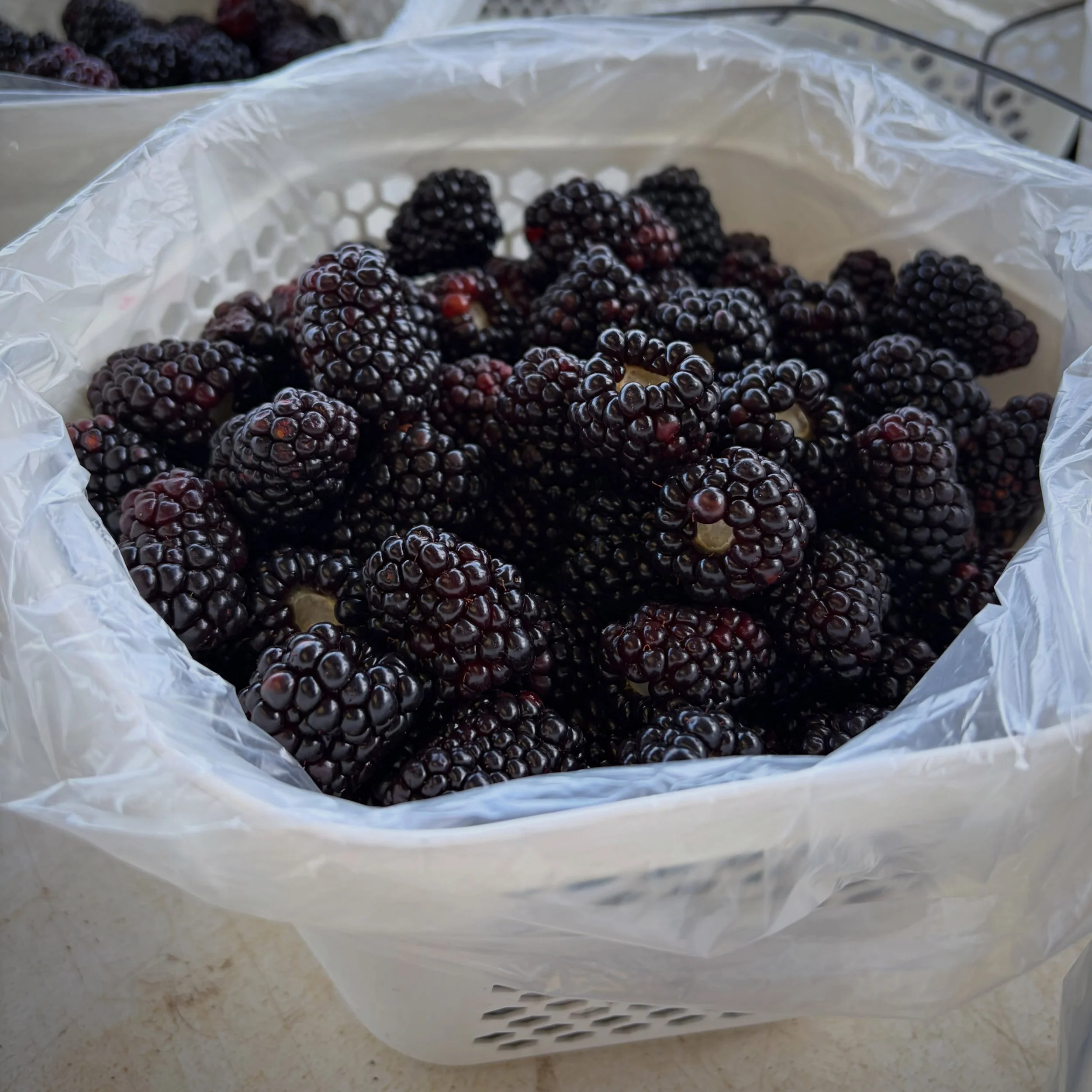 Oh yes, Pickers, here we go -it&rsquo;s Big Blackberry Week!! Spots are open for Tuesday and Thursday, come and get them while they last. See what else we&rsquo;re picking and book on the website - link in profile or www.purelandorganic.com