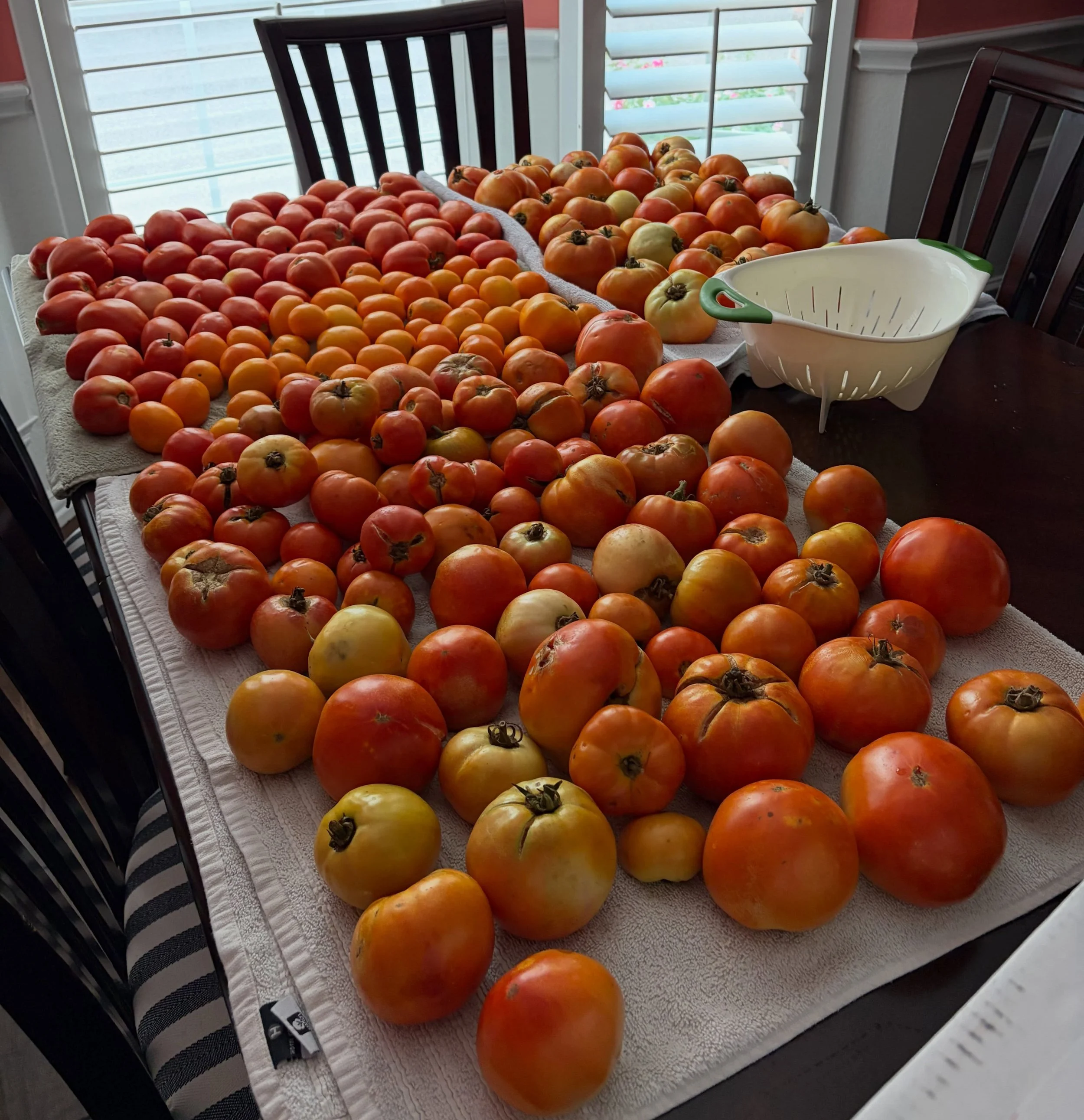 Your dining room table could look like mine, Pickers! Except I take all the ones with splits and dings so you can get the perfect ones. Come load up and make your sauce! We still have some spots for Thursday (and yup - blackberries are also pouring i