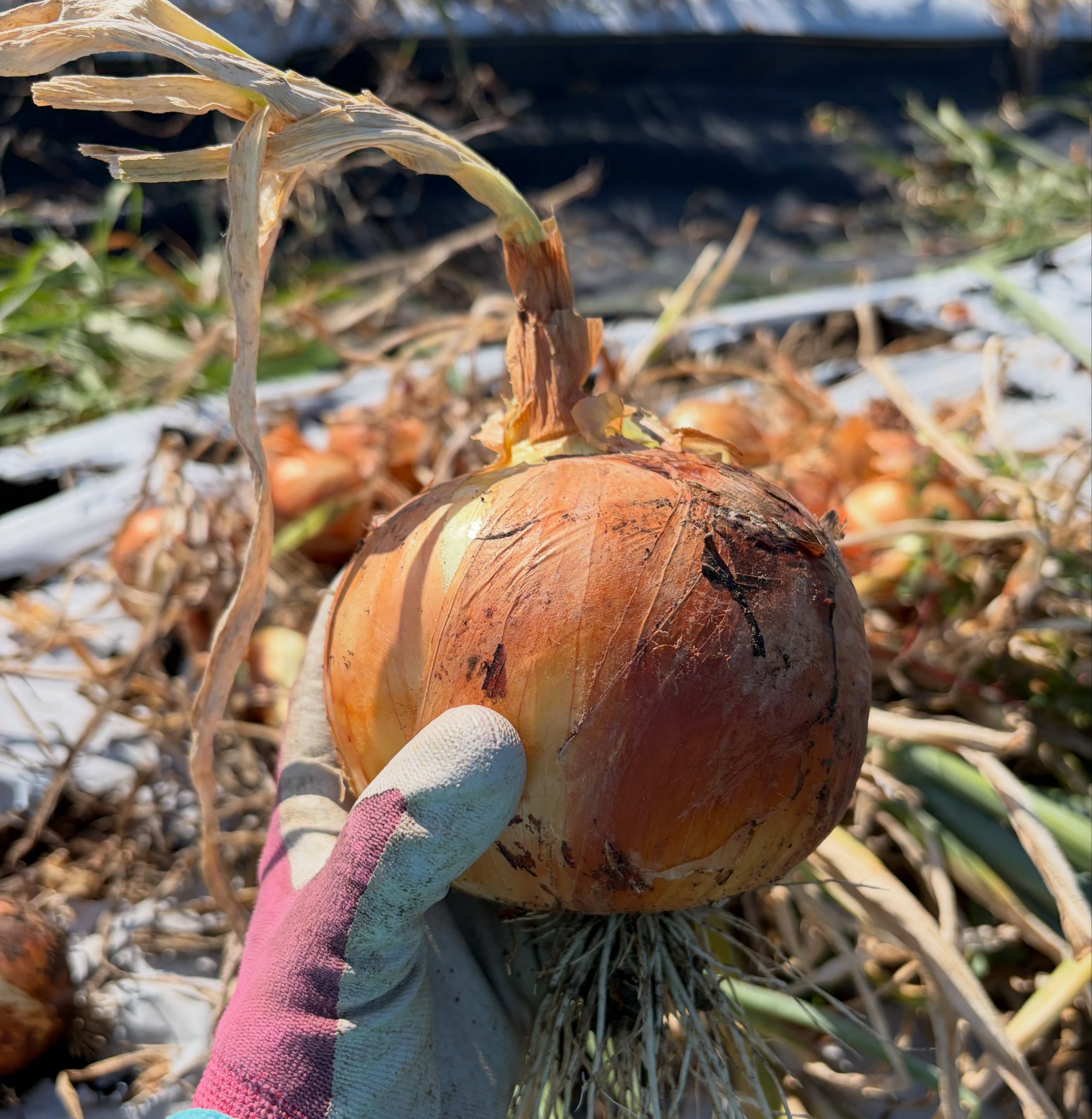 It&rsquo;s officially the last week of the season, Pickers! And what a great one it was 💛 thank you! It&rsquo;s getting hot and weedy out here, but we still have lots of food. Saturday is full, but we have room on Sunday. After that we&rsquo;re plan