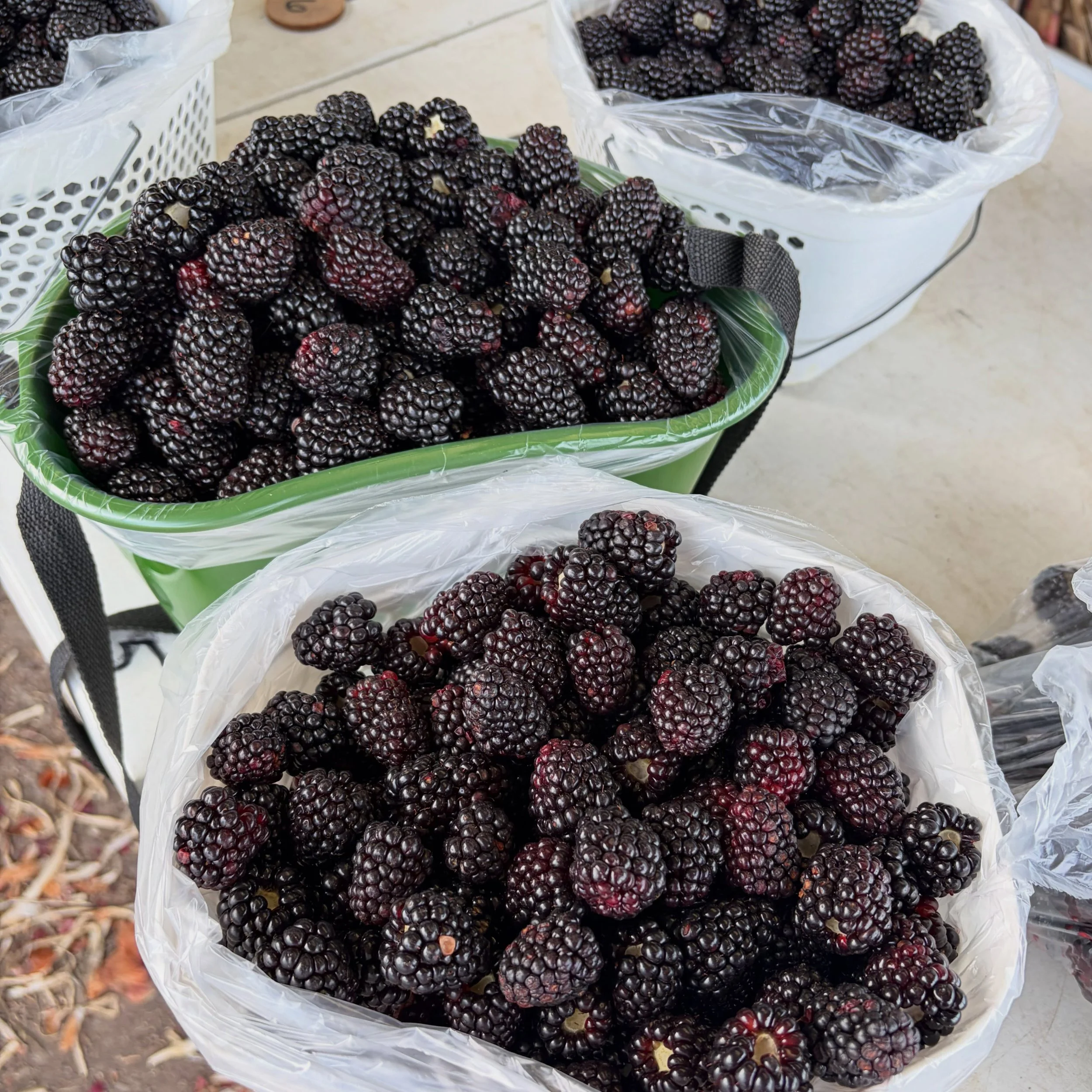 IT&rsquo;S OUR LAST WEEK! We still have a handful of spots tomorrow and plenty for Tuesday and Thursday. See what we&rsquo;re picking and book here: www.purelandorganic.com 🌈