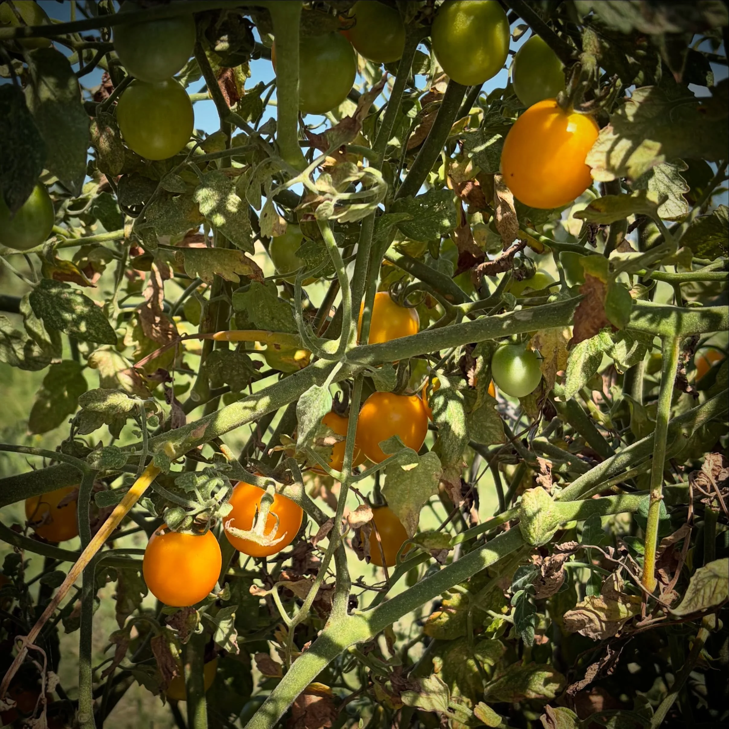 Last chance, Pickers! Spots are open for Tuesday and Thursday and then we&rsquo;re wrapped up for the season - come get one last load of cherry tomatoes and blackberries! Link in profile or www.purelandorganic.com