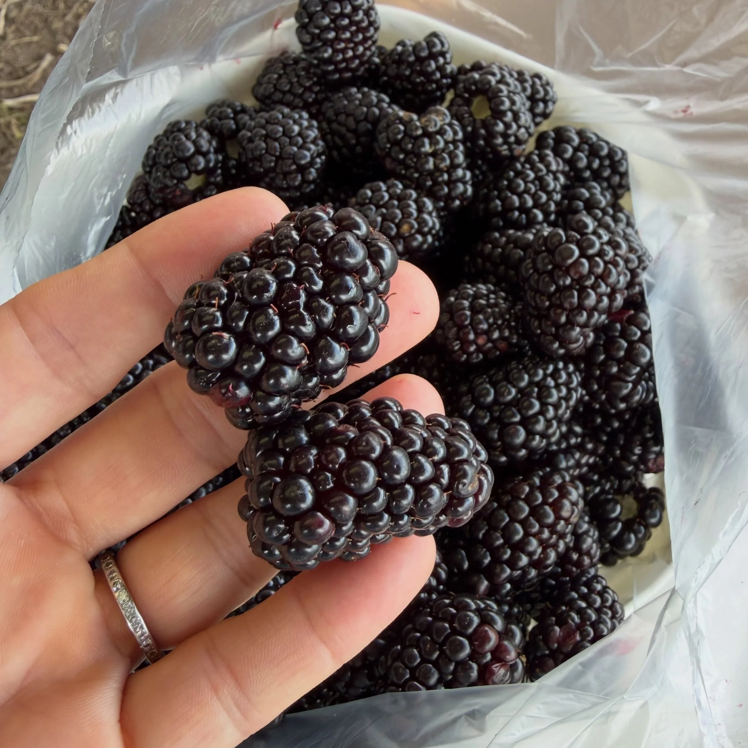 The most beautiful blackberries always come at the end 😍 last call, y&rsquo;all! Get a spot for Thursday, our last day, and fill a bucket. www.purelandorganic.com