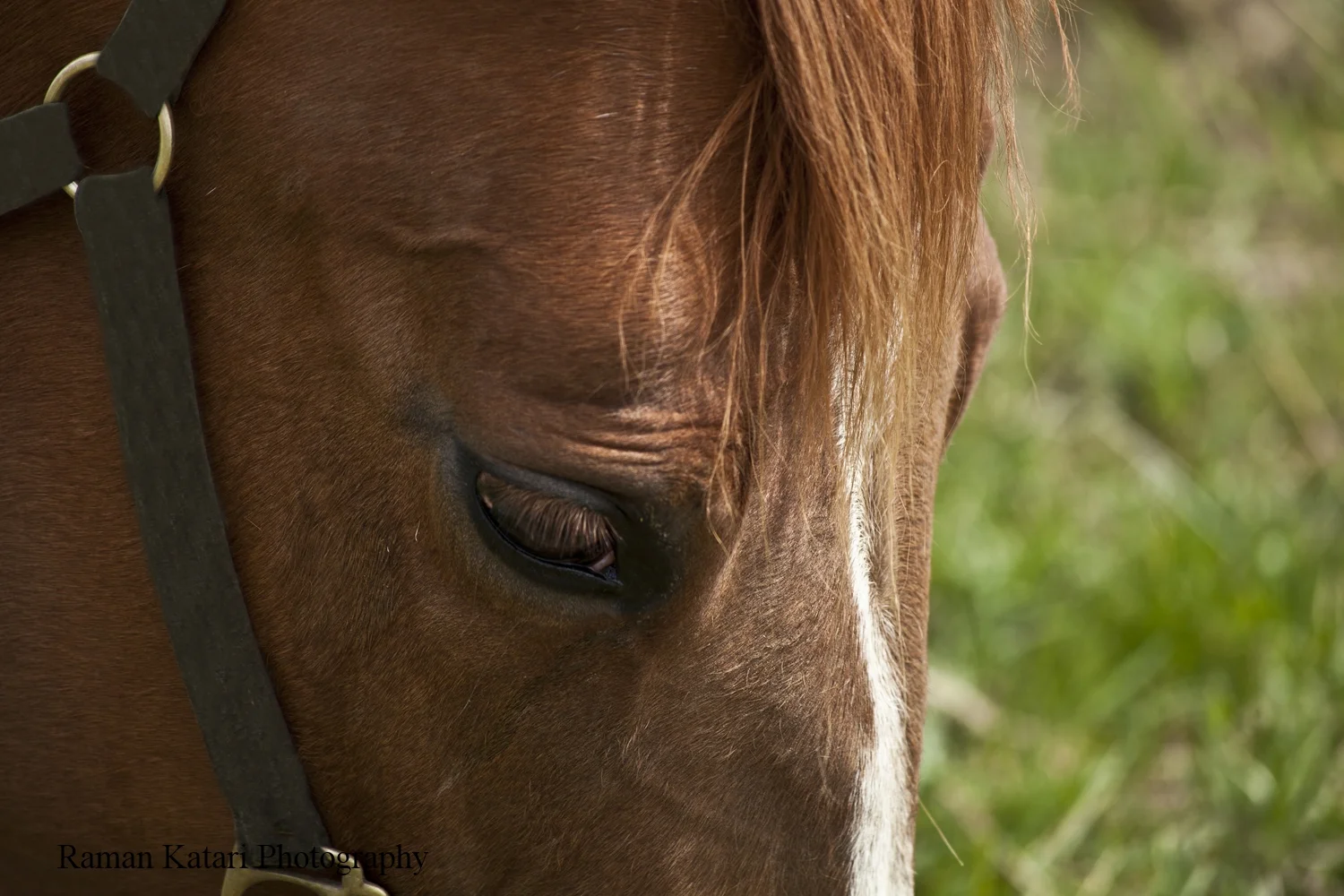 horse2.jpg