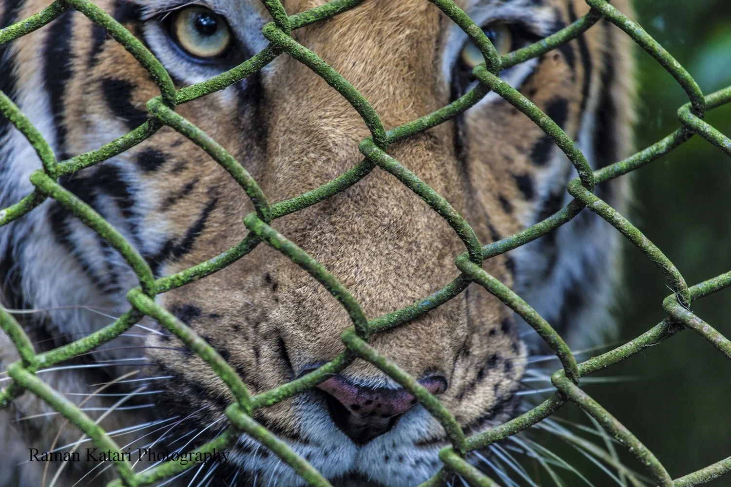  For every image sold, partial proceeds go to the WWF (World Wildlife Fund)For every image sold, partial proceeds go to the WWF (World Wildlife Foundation). 