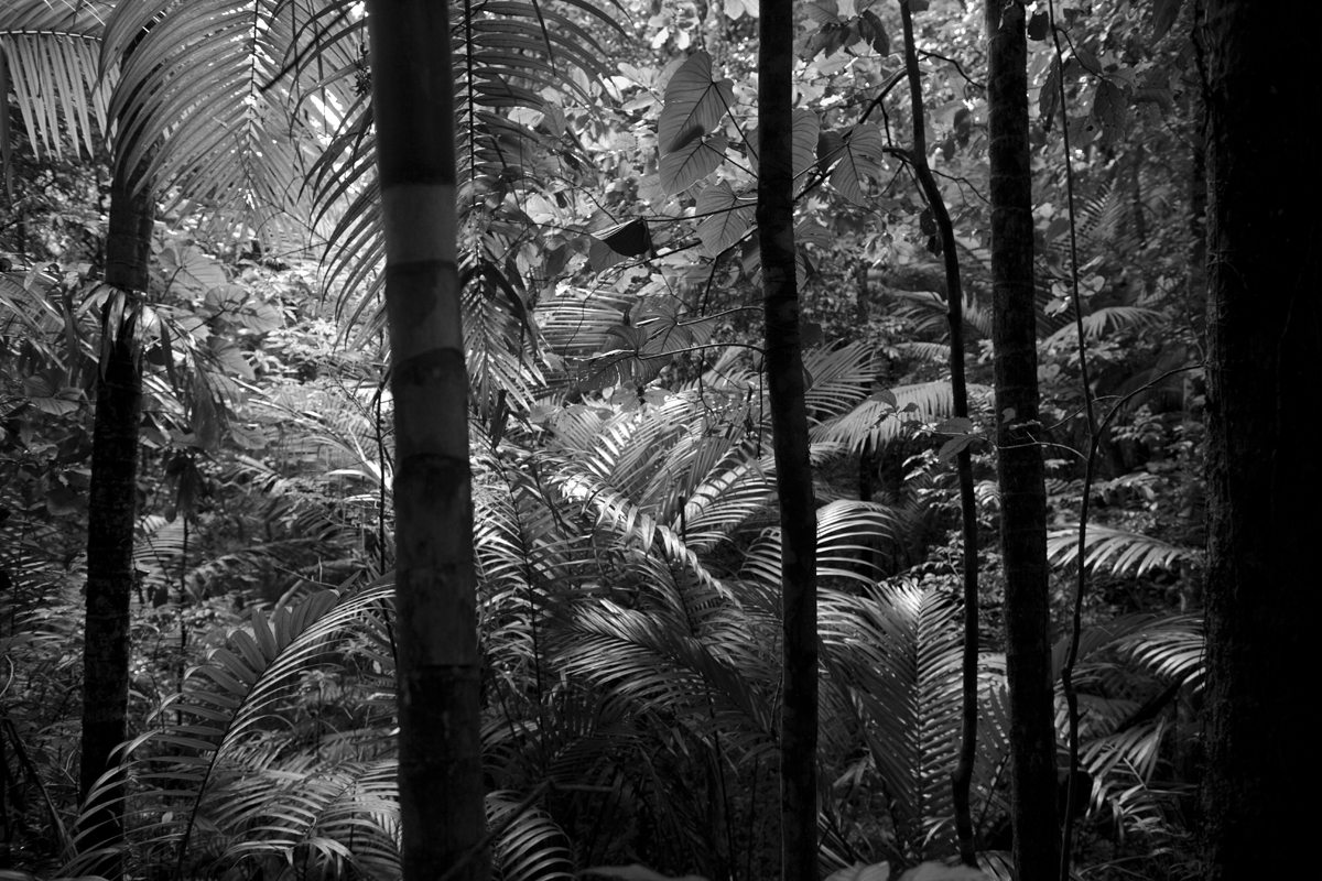  Rainforest, Tobago 2013   