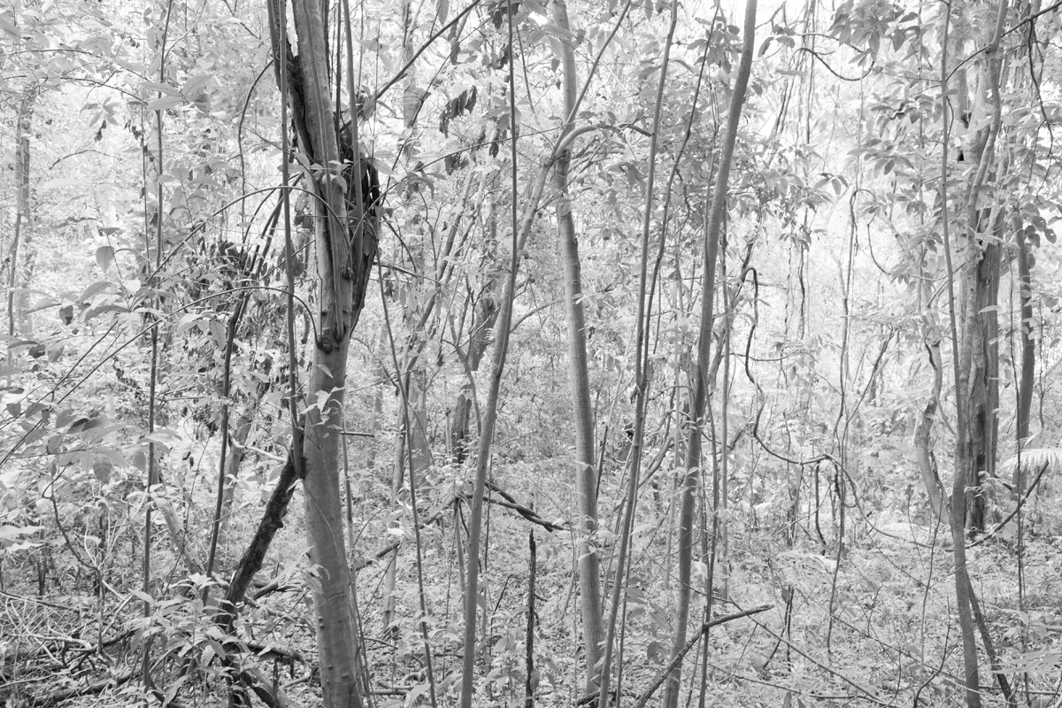  Rainforest, Tobago 2012   