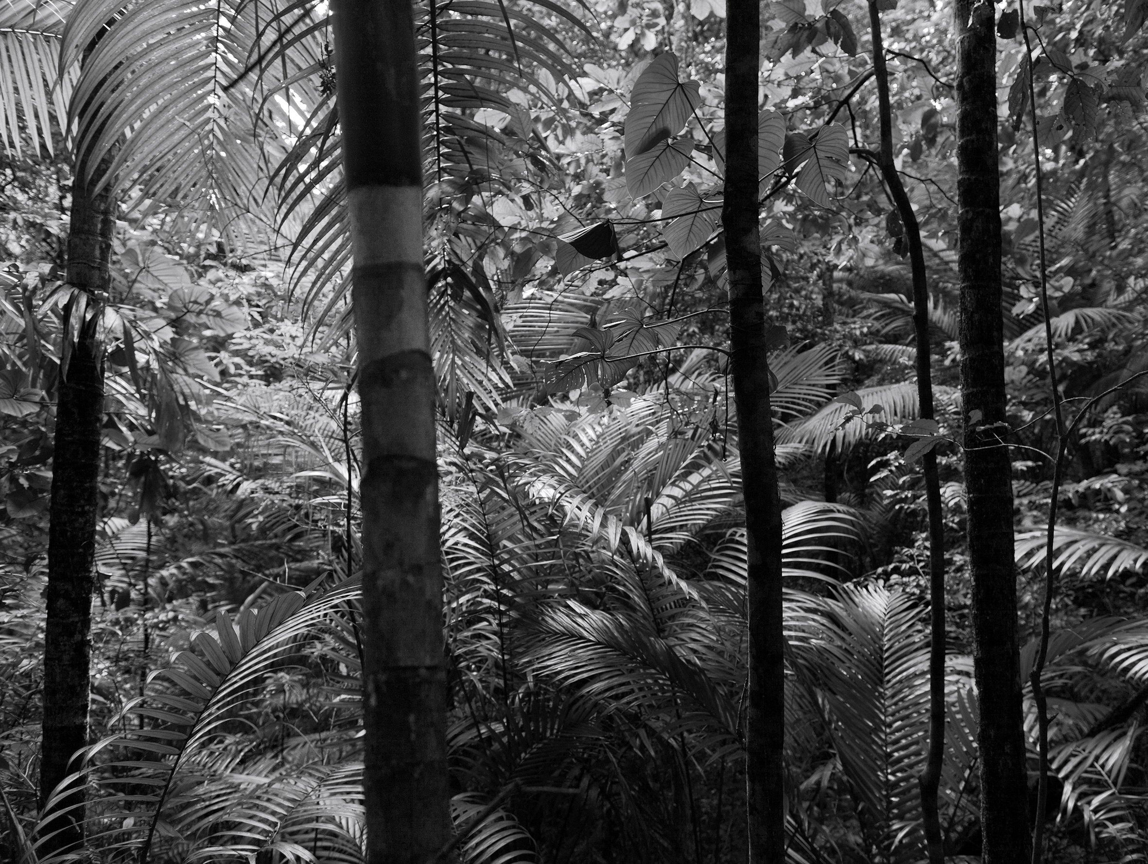 DLM 01_Main Ridge Forest Reserve, Tobago, 2013_32x24.jpg