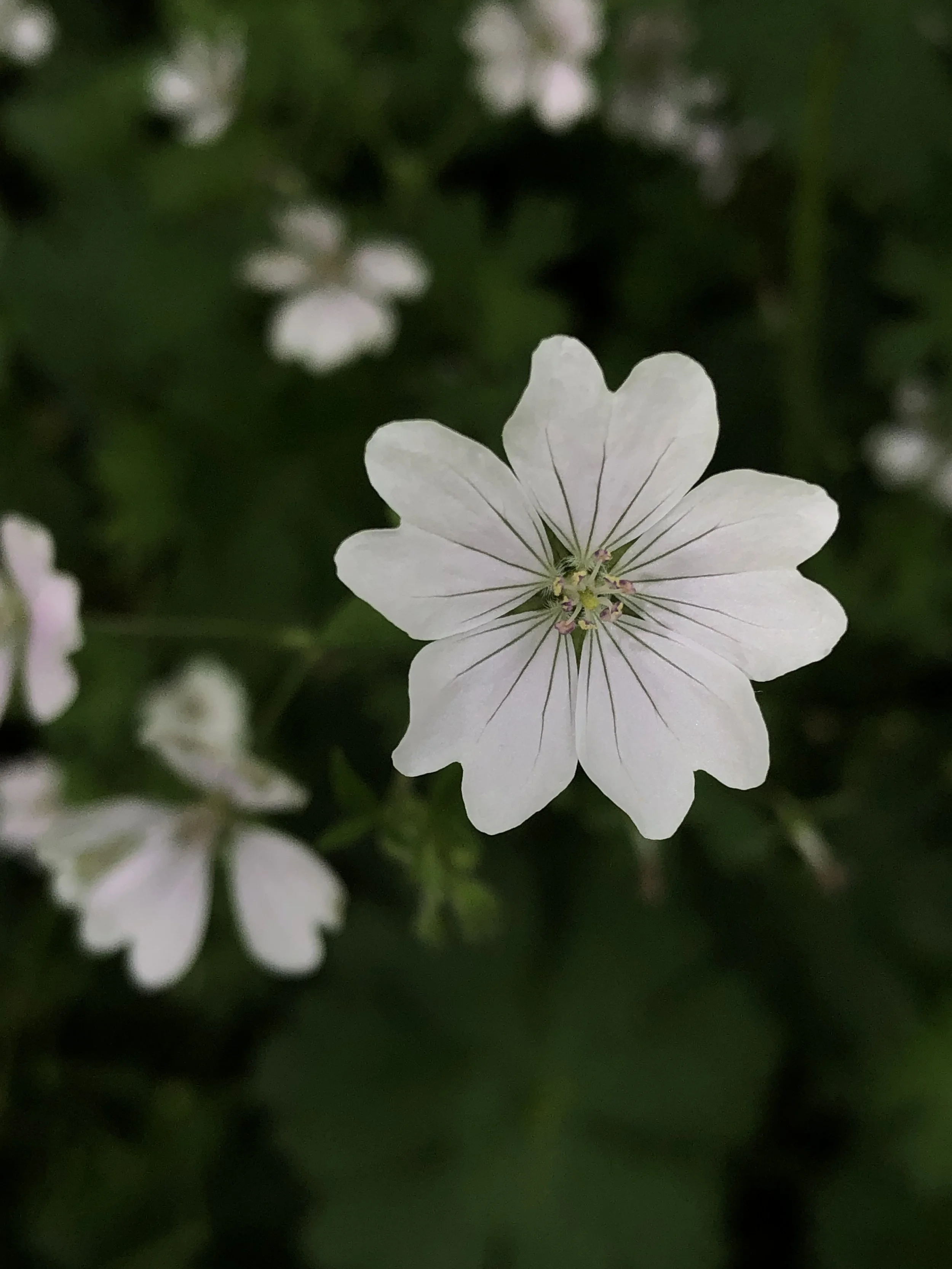 Close-up of a white flower with multiple petals and greenish center, surrounded by blurred white flowers and green foliage.