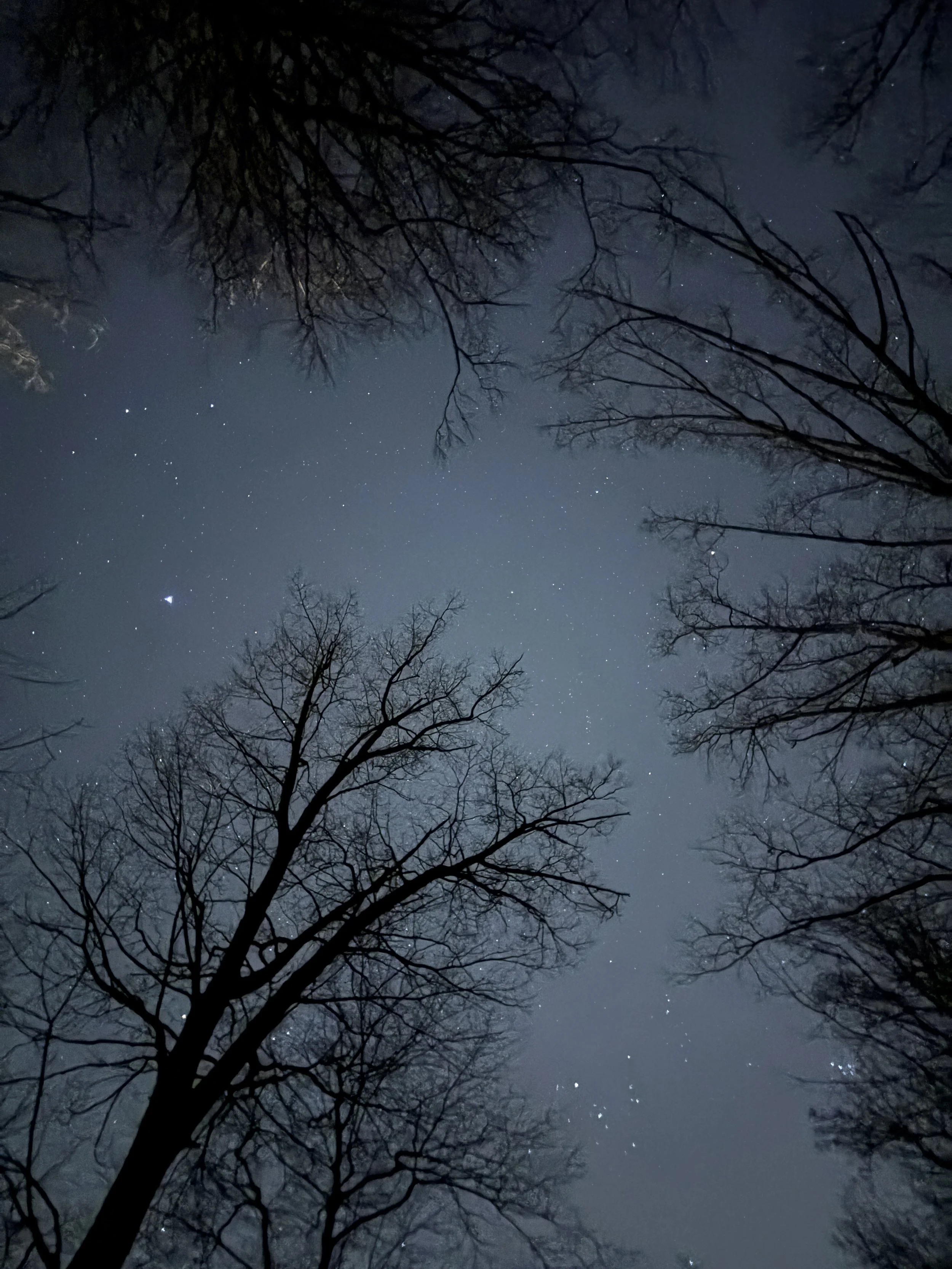 Night sky with stars viewed through leafless tree branches.