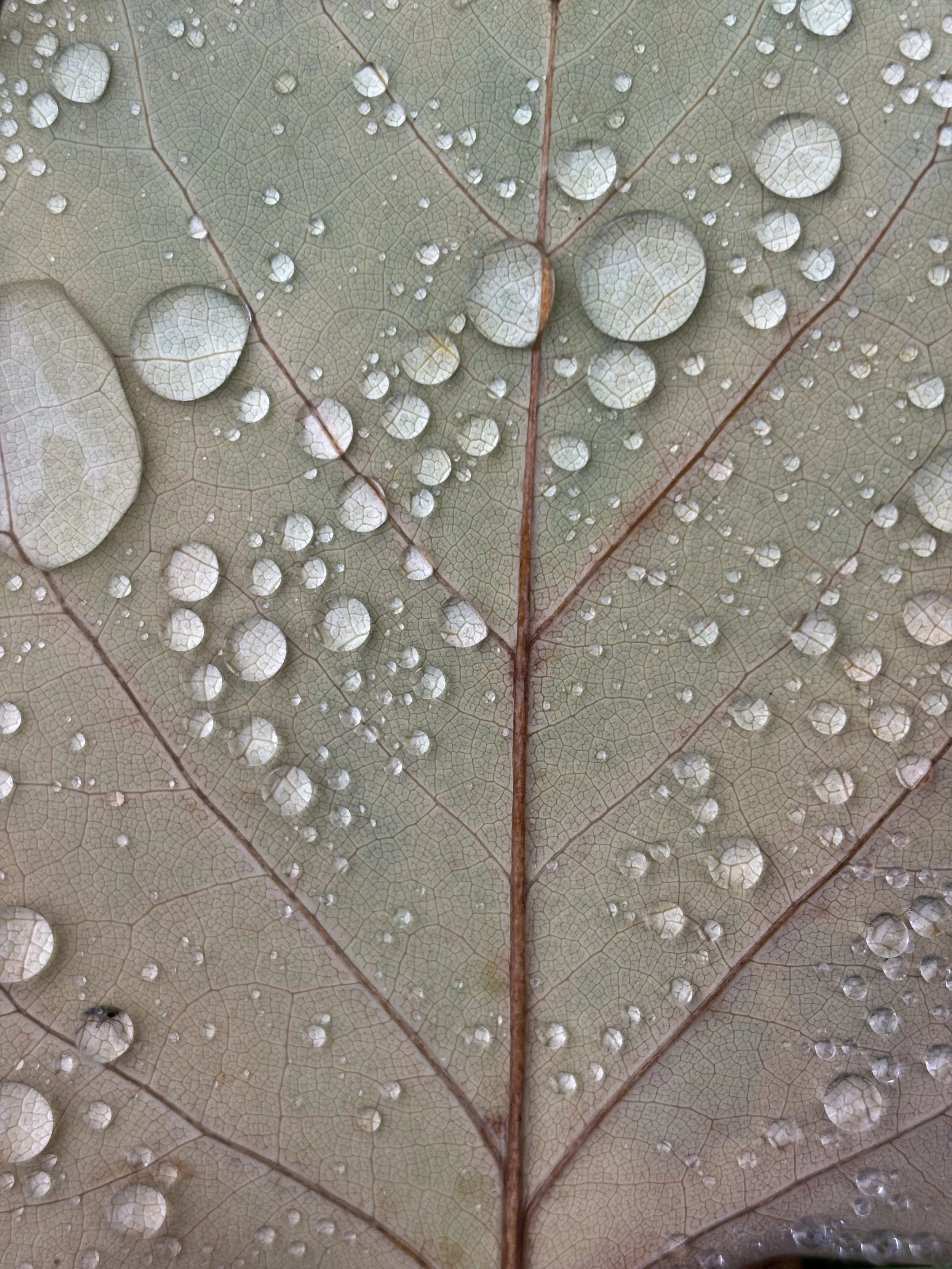 Close-up of a leaf with visible veins and numerous water droplets on its surface.