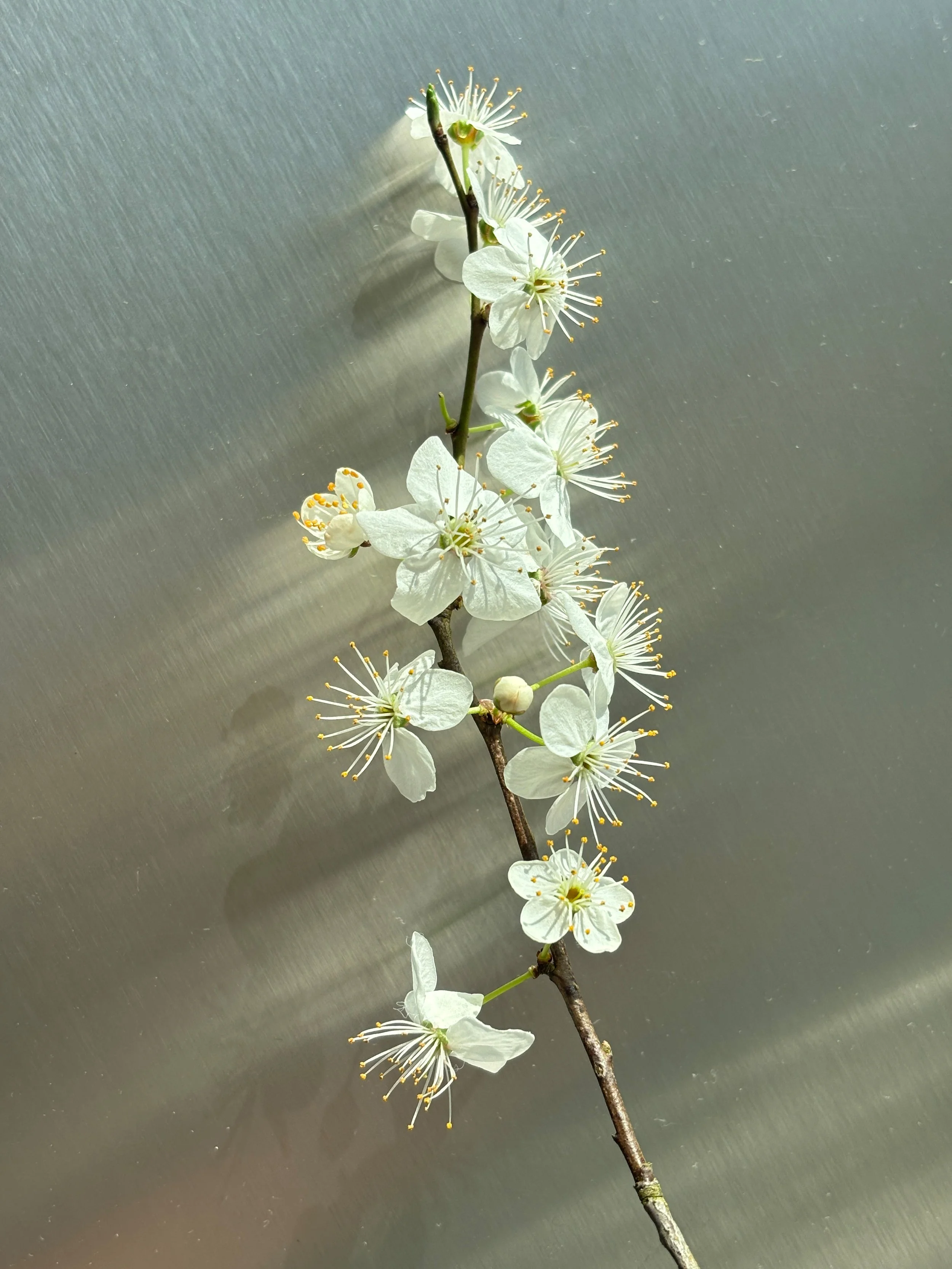 A close-up of a sprig of white cherry blossoms on a gray surface.