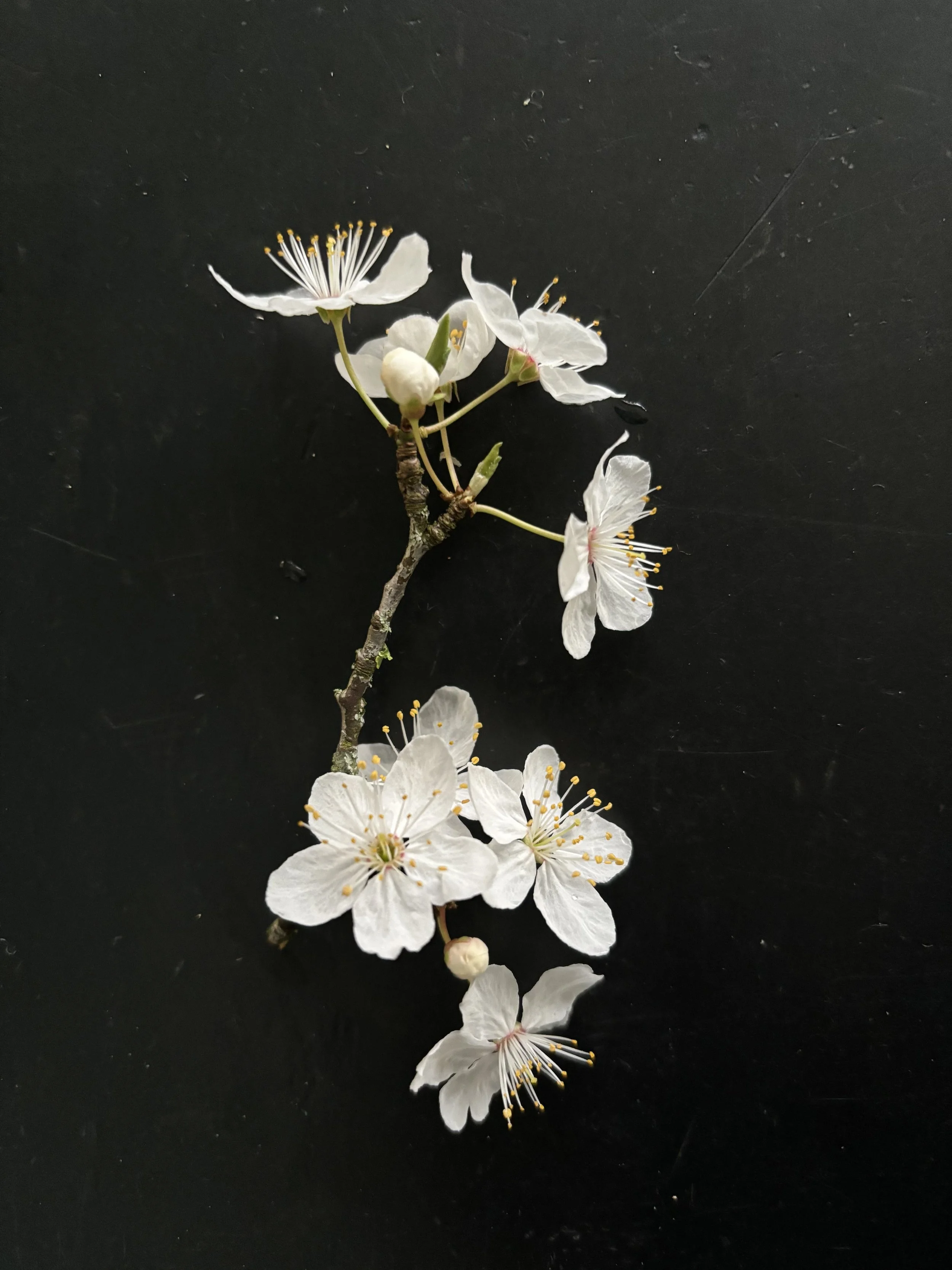 A small branch with white cherry blossoms and buds on a black background.