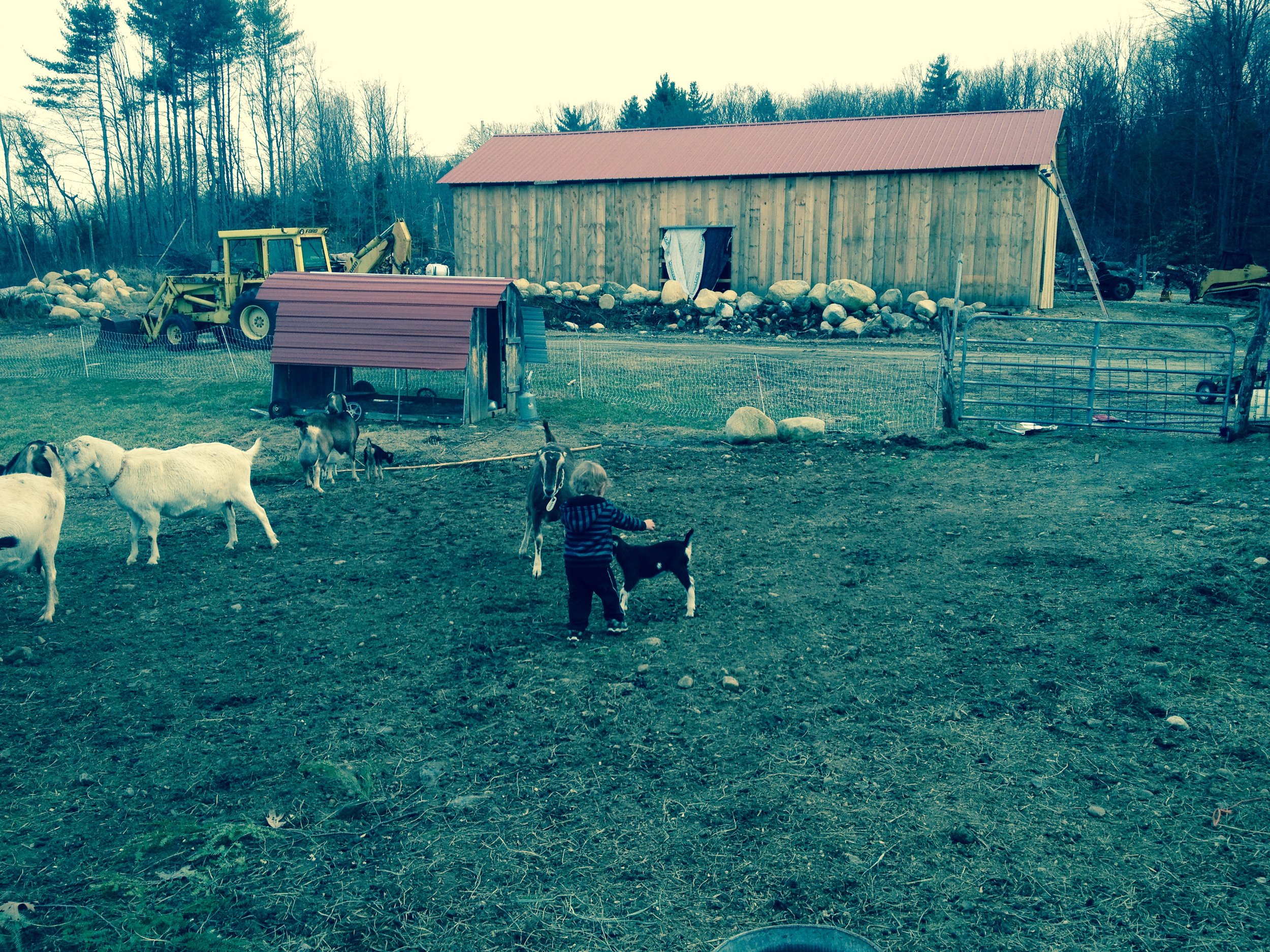 The "front yard", with a view of the shed that houses tractors and supports the PV system that powers the dairy