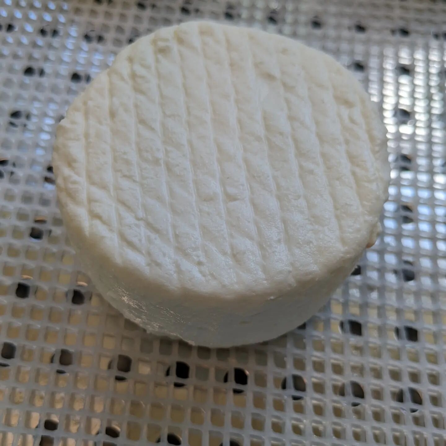 These little fresh goat cheese beauties are getting packed today. They are soooo sweet! they are great plain, sweet, or savory: fresh fruit or jam or honey, fresh herbs and coarse salt, drizzle with olive oil and a grind of black pepper (house fave).