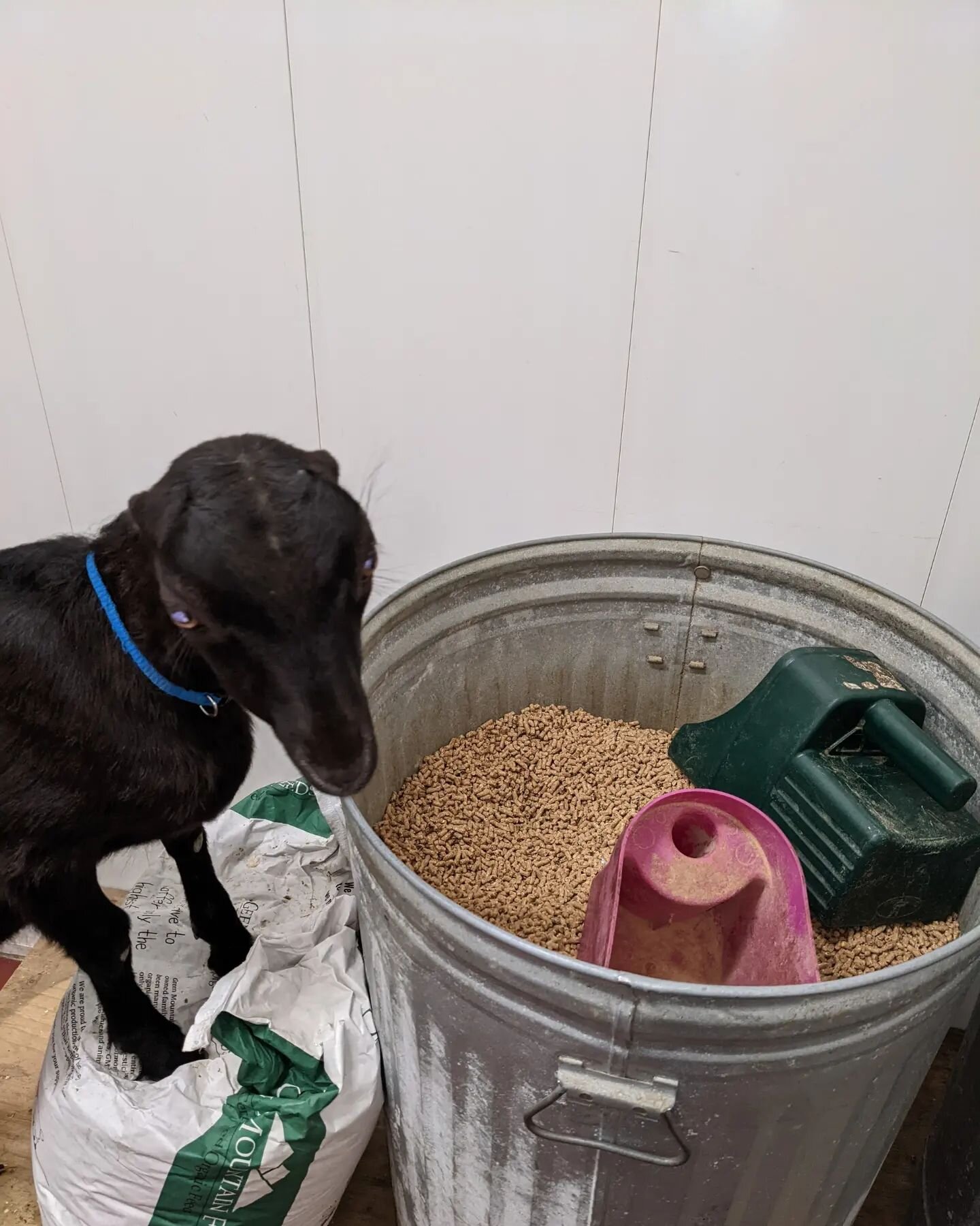 Sorry, Natasha, just because you're weaned doesn't mean you get to raid the grain bin. Milking does only!