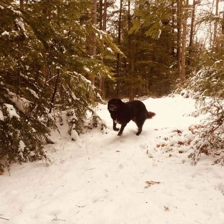 Another change at LWGD that our dear customers will notice next visit.  Courageous, loyal, steadfast Pearl passed today. We buried her at the top of the pasture, her bones will mingle with the earth she guarded with such dedication. Respect!