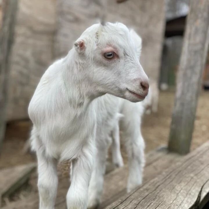 This year's &quot;little white goat&quot;
Doeling of Maria X Djali. Shall we have a naming contest? Thank you Since Butler for the photos!