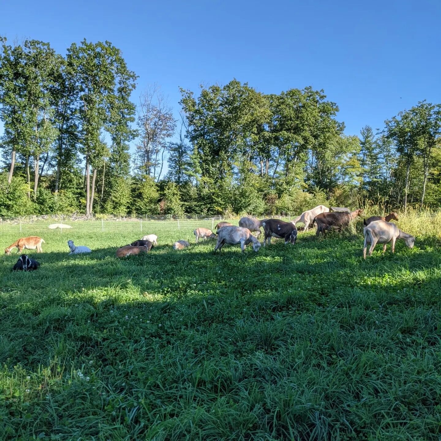 Such a magnificent bright day! Yes it's very early for this announcement, but the herd and I are starting our winter rest this week. The store will have chevre  eggs and meat all winter. But milk and kefir and the speciality cheeses will be on hiatus