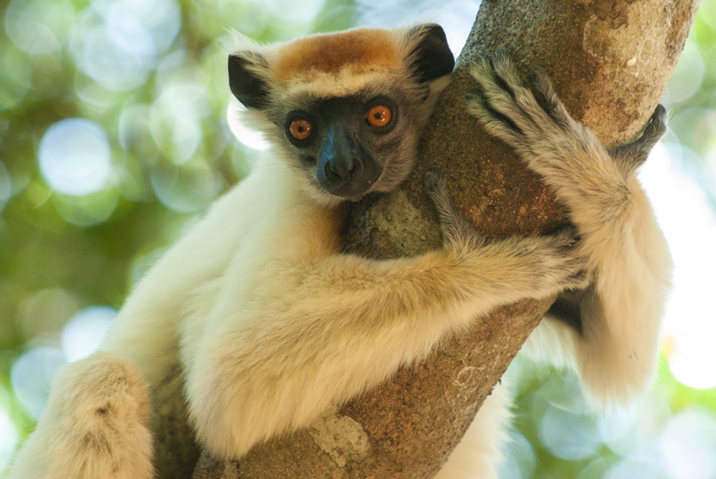 Lemurs in Madagascar are among the most endangered creatures on Earth.