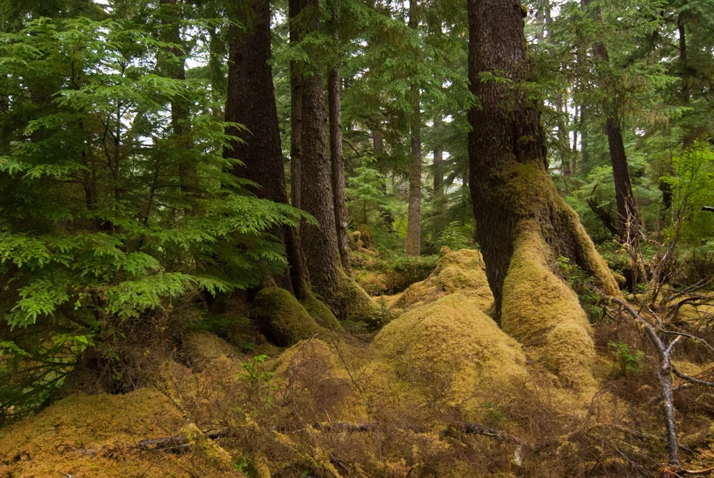 The rainforests of Hik'yah (Windy Bay). This forest contains the most significant groves of trees in Gwaii Haanas and the creek that runs through it nurtures a strong run of Pink Salmon.