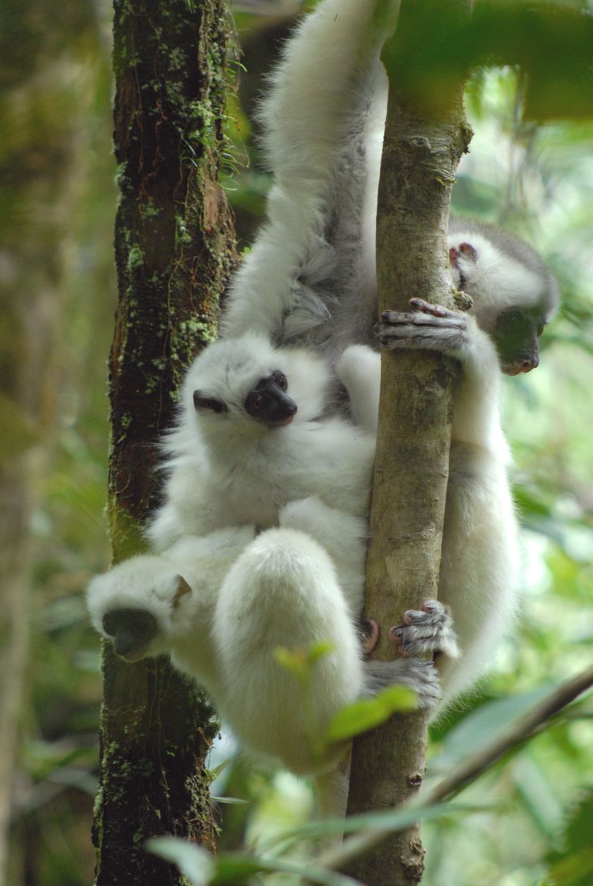 Silky Sifaka Adult Carries Two Young