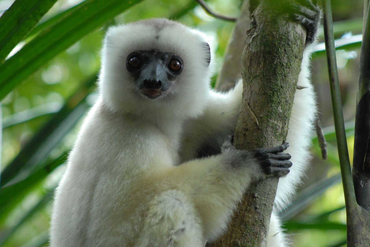 Silky Sifaka Stares