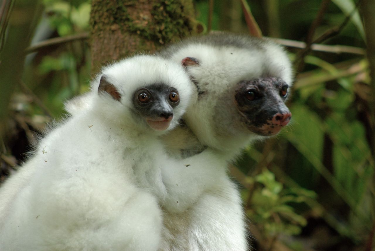 Silky Sifaka Female With Six-Week-Old
