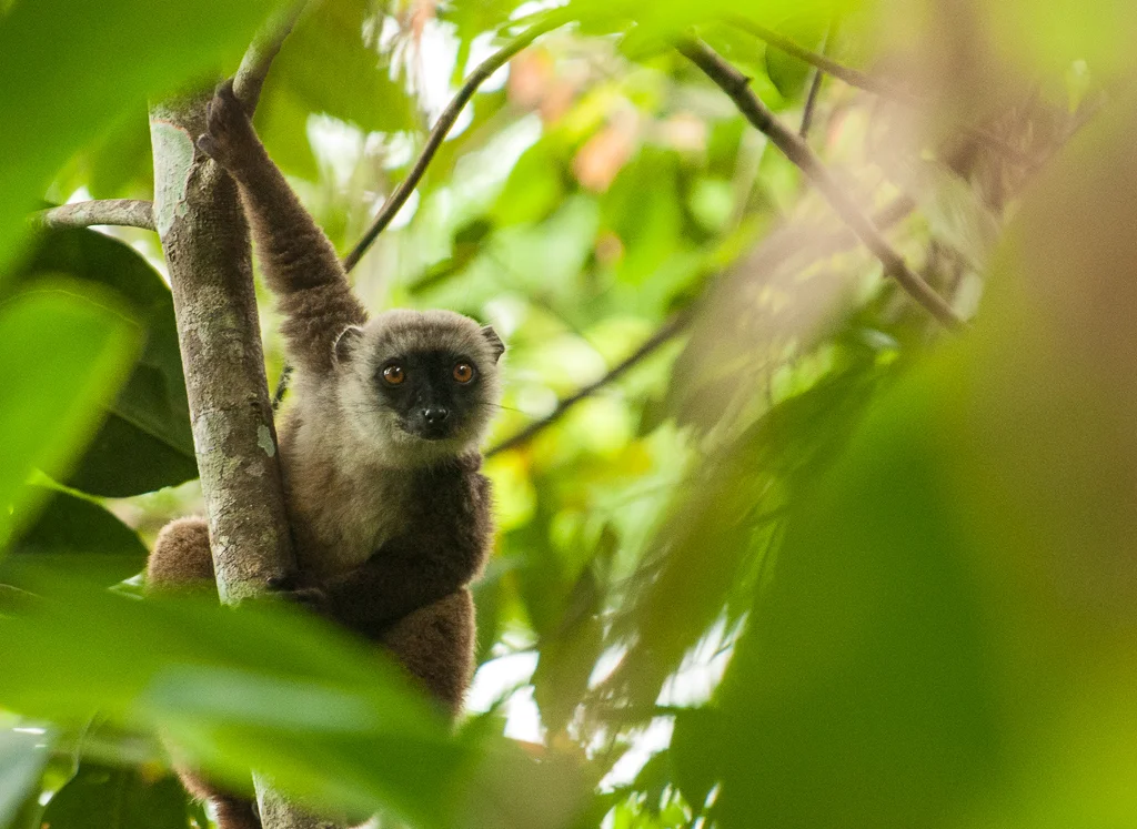 White-fronted Brown Lemur