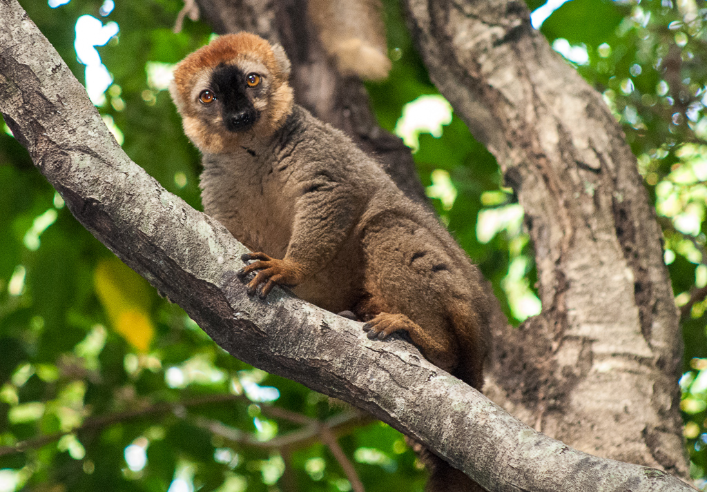 Red-Fronted Lemur 1