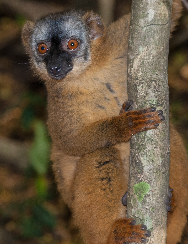 Red-Fronted Lemur 2