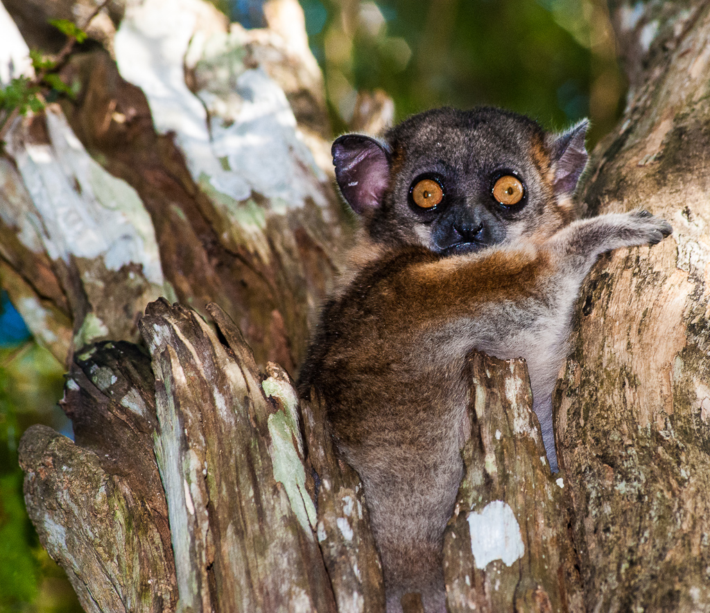 Peek-a-boo Lemur