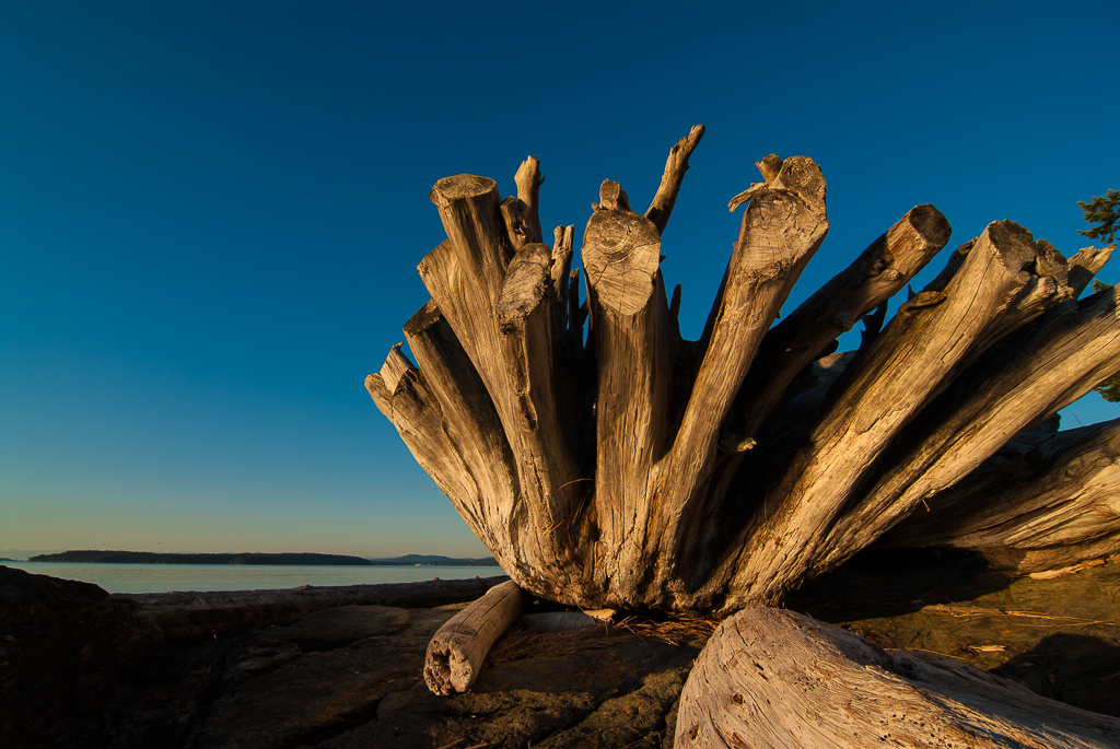 Driftwood Sunrise