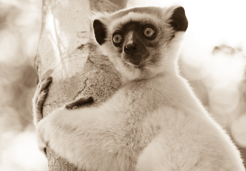 Golden-Crowned Sifaka in sepia tone