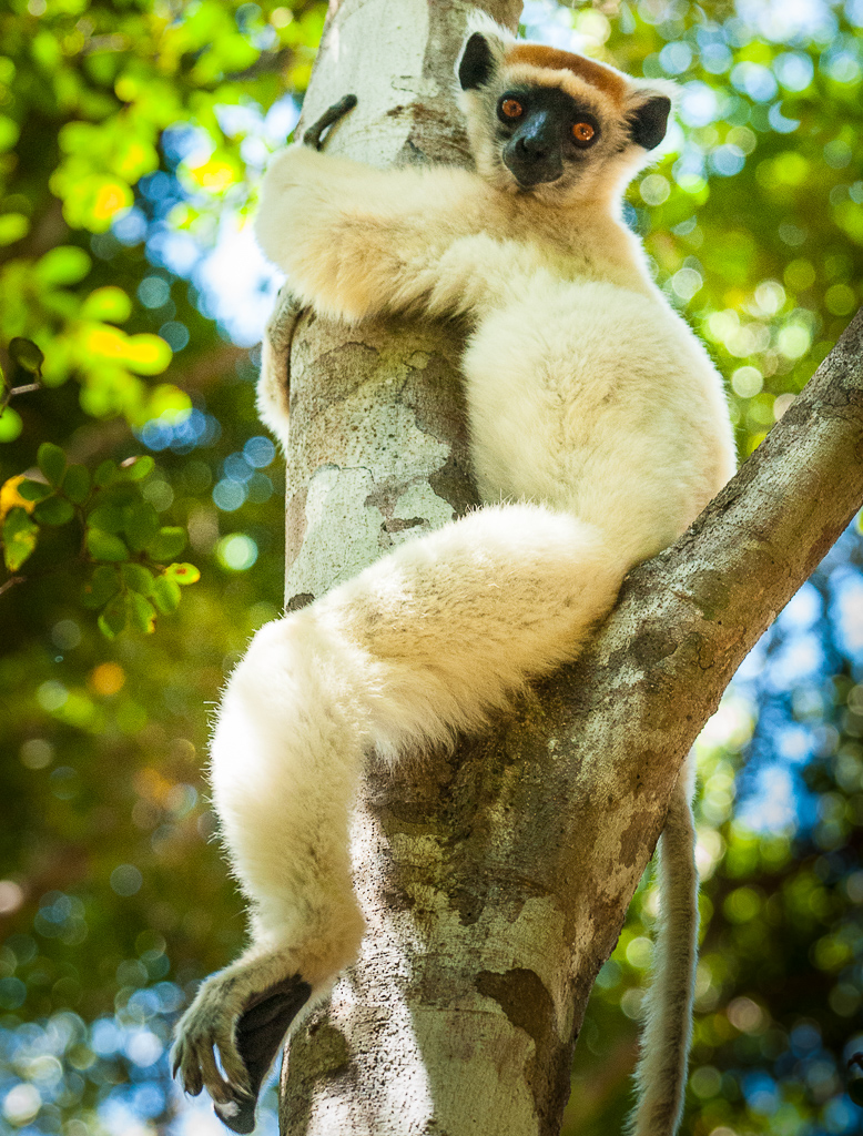 Golden-Crowned Sifaka — full body profile