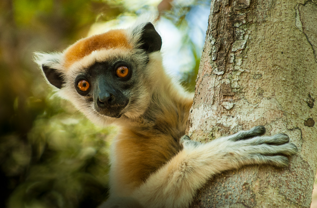 Golden-Crowned Sifaka — peek a boo