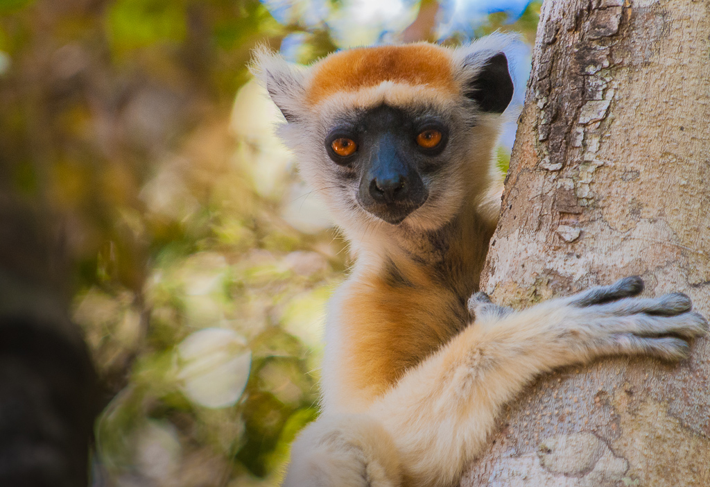 Grumpy Lemur