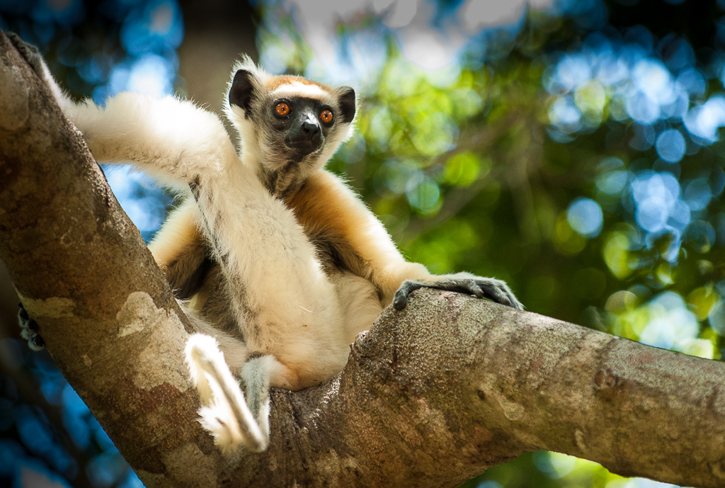 Golden-Crowned Sifaka — lookout