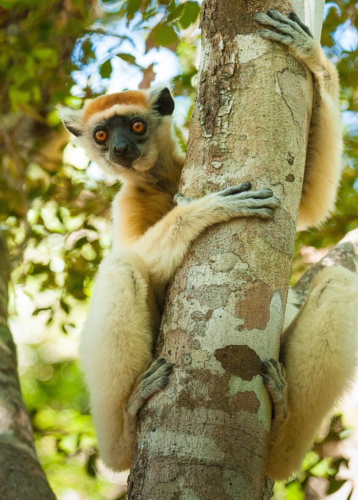 Golden-Crowned Sifaka — fingers and toes